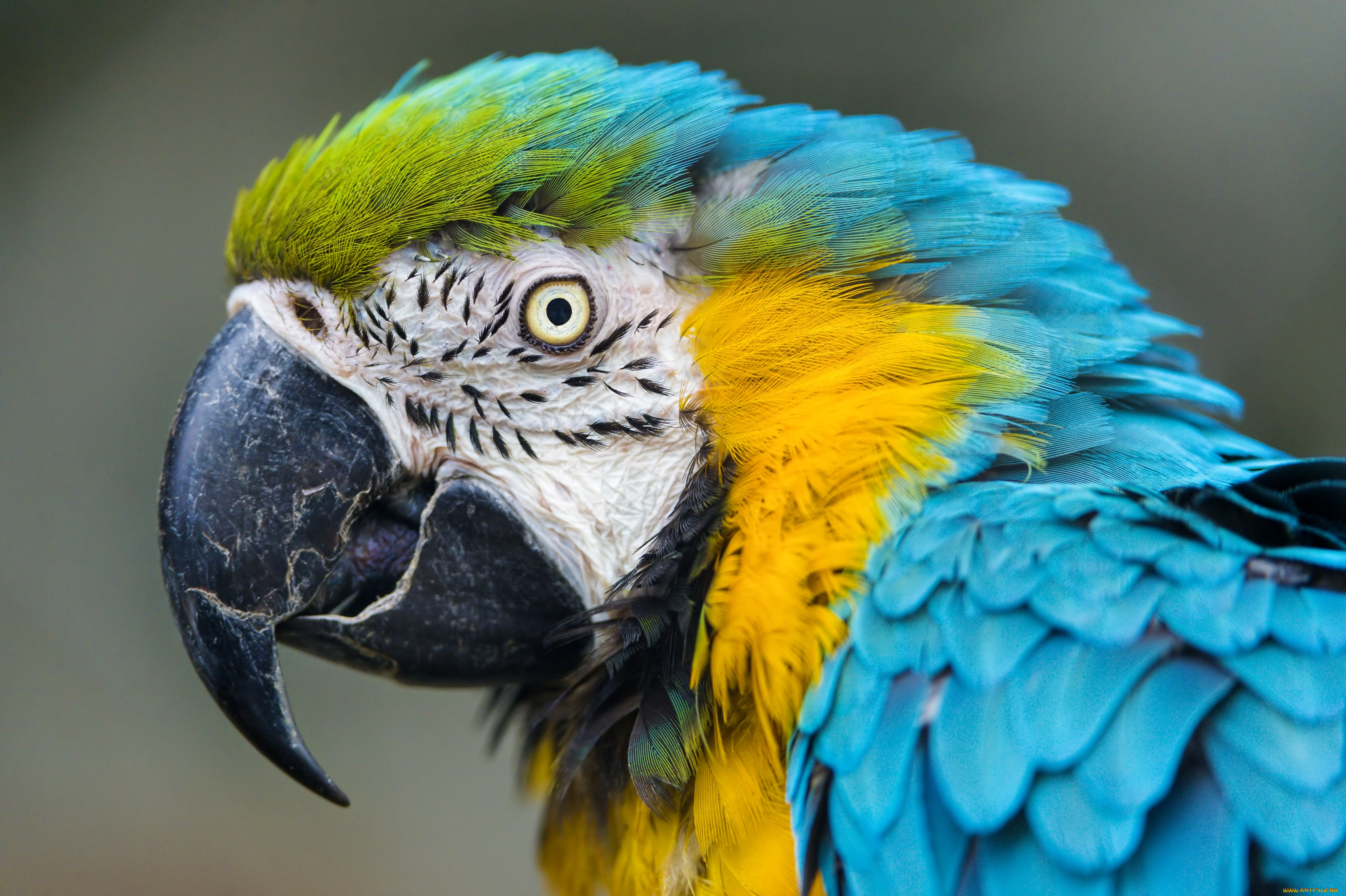 животные, попугаи