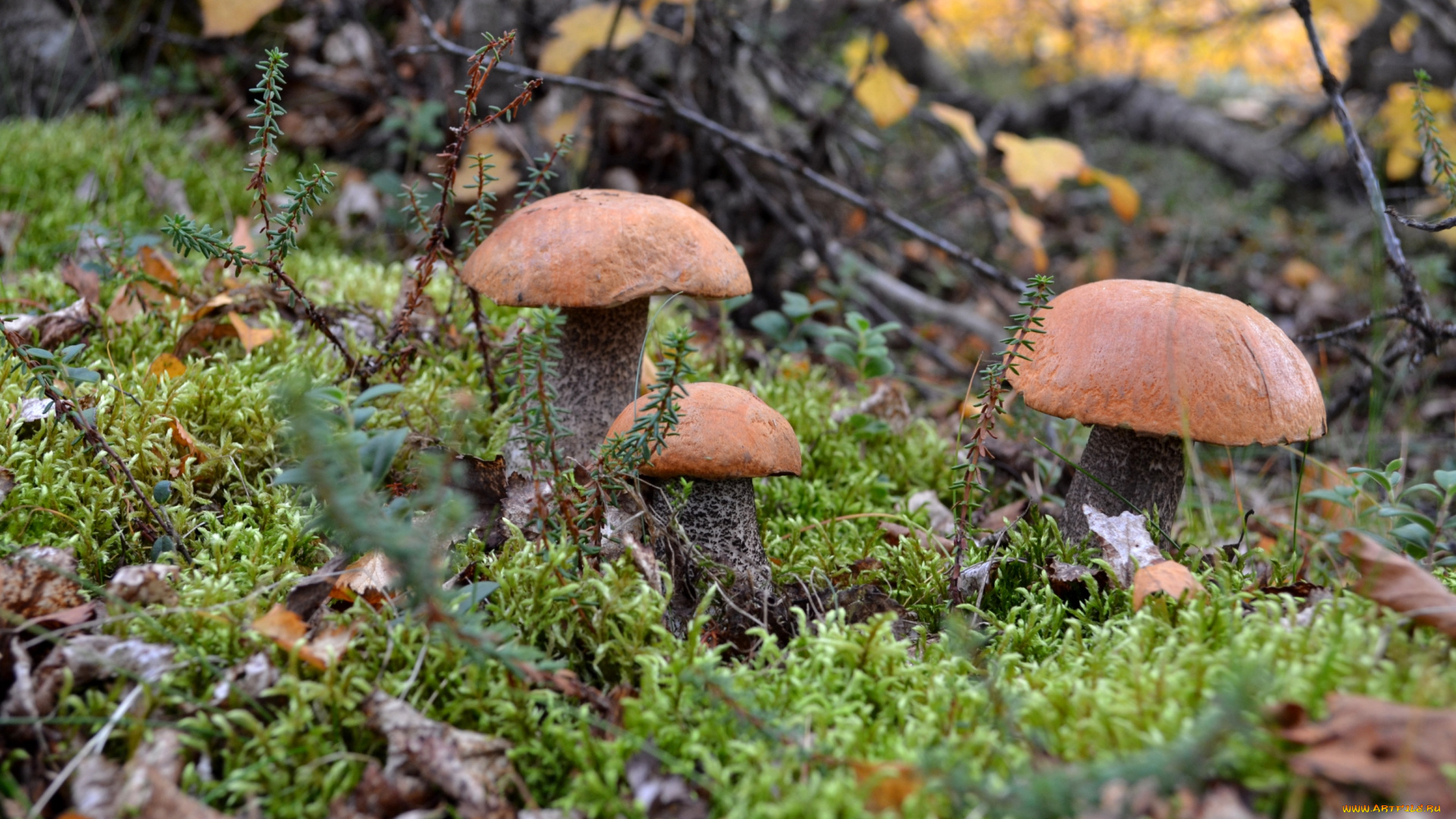 природа, грибы, подосиновики