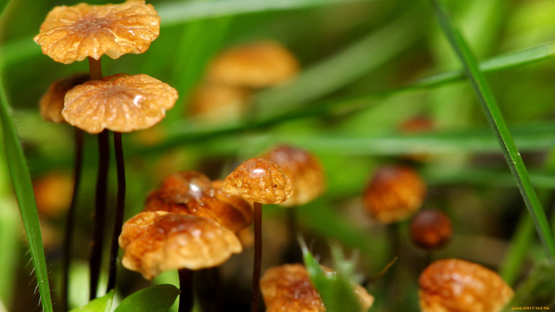 природа, грибы, трава, боке, макро, фокус