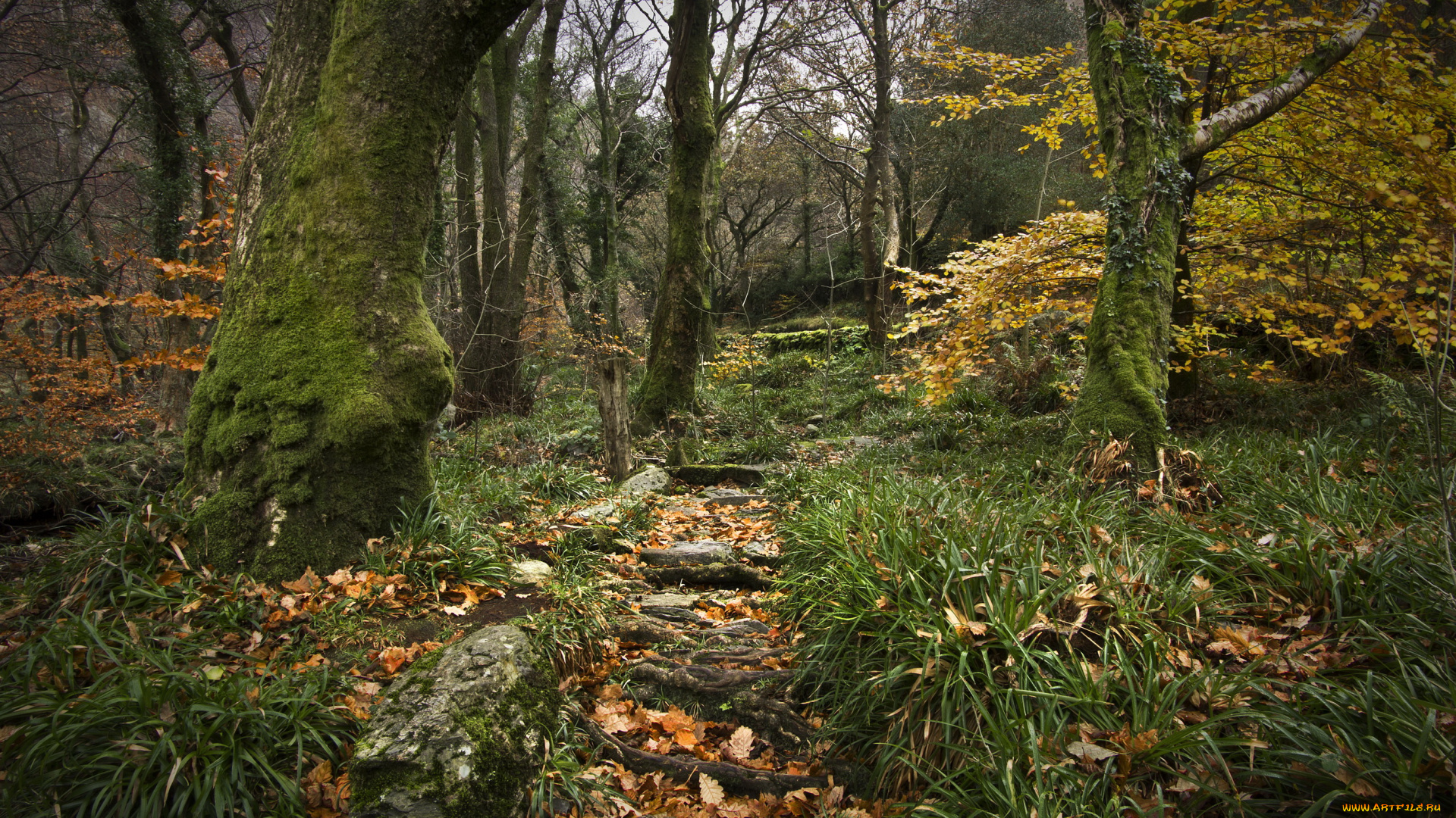 природа, лес, деревья, кусты, трава