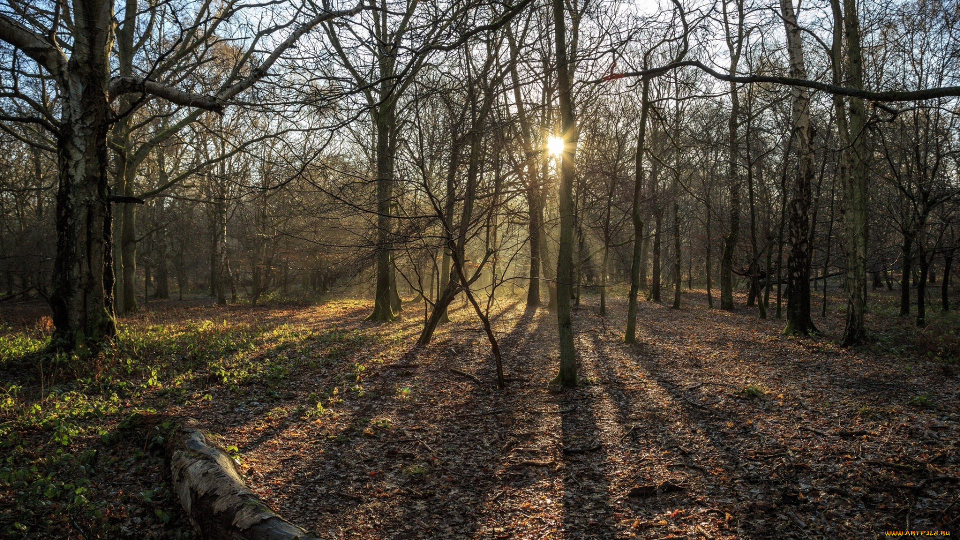 природа, лес, свет, лучи, солнце, деревья, осень
