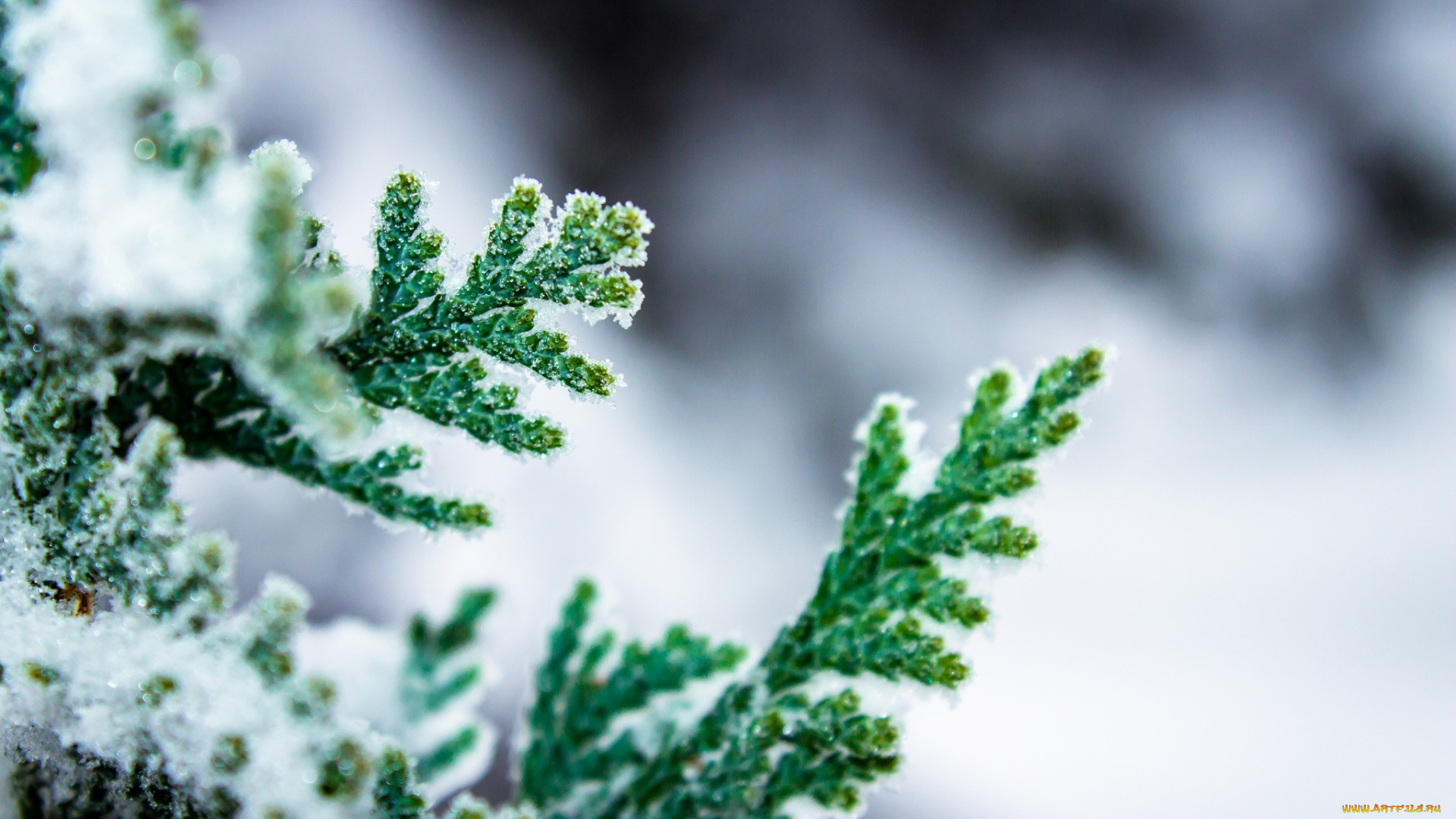 природа, макро, снег, зеленый, ветка, кипарис