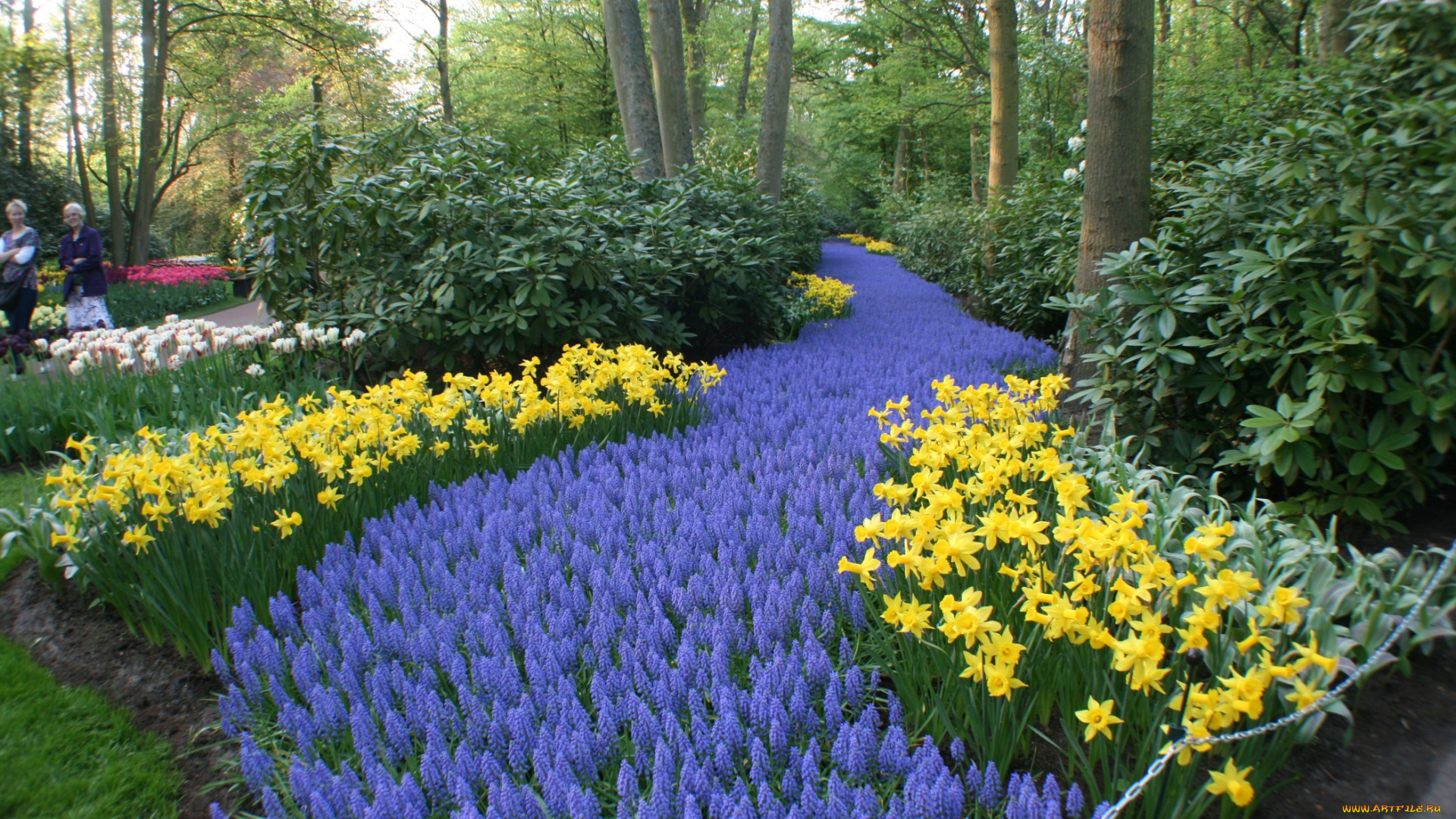 природа, парк, клумбы