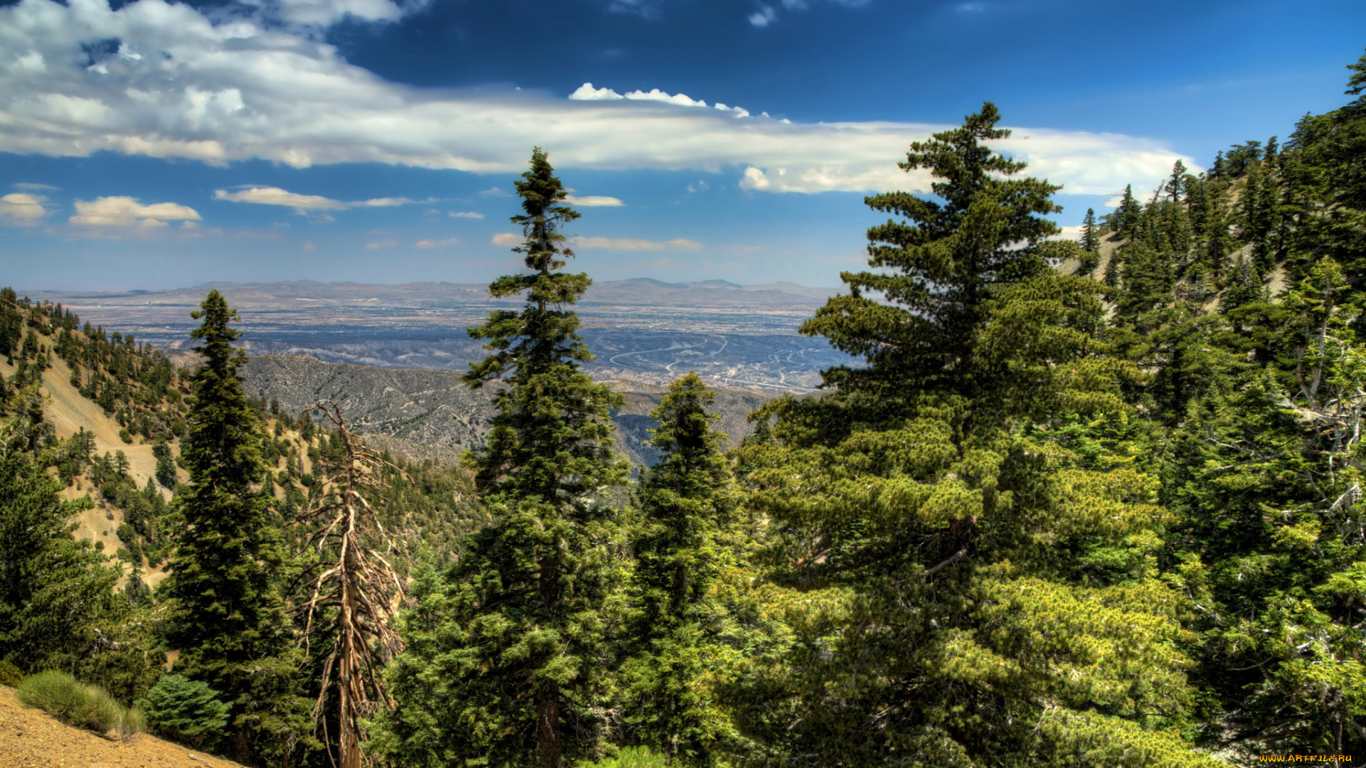 природа, пейзажи, пейзаж, горы, ели, калифорния, сша