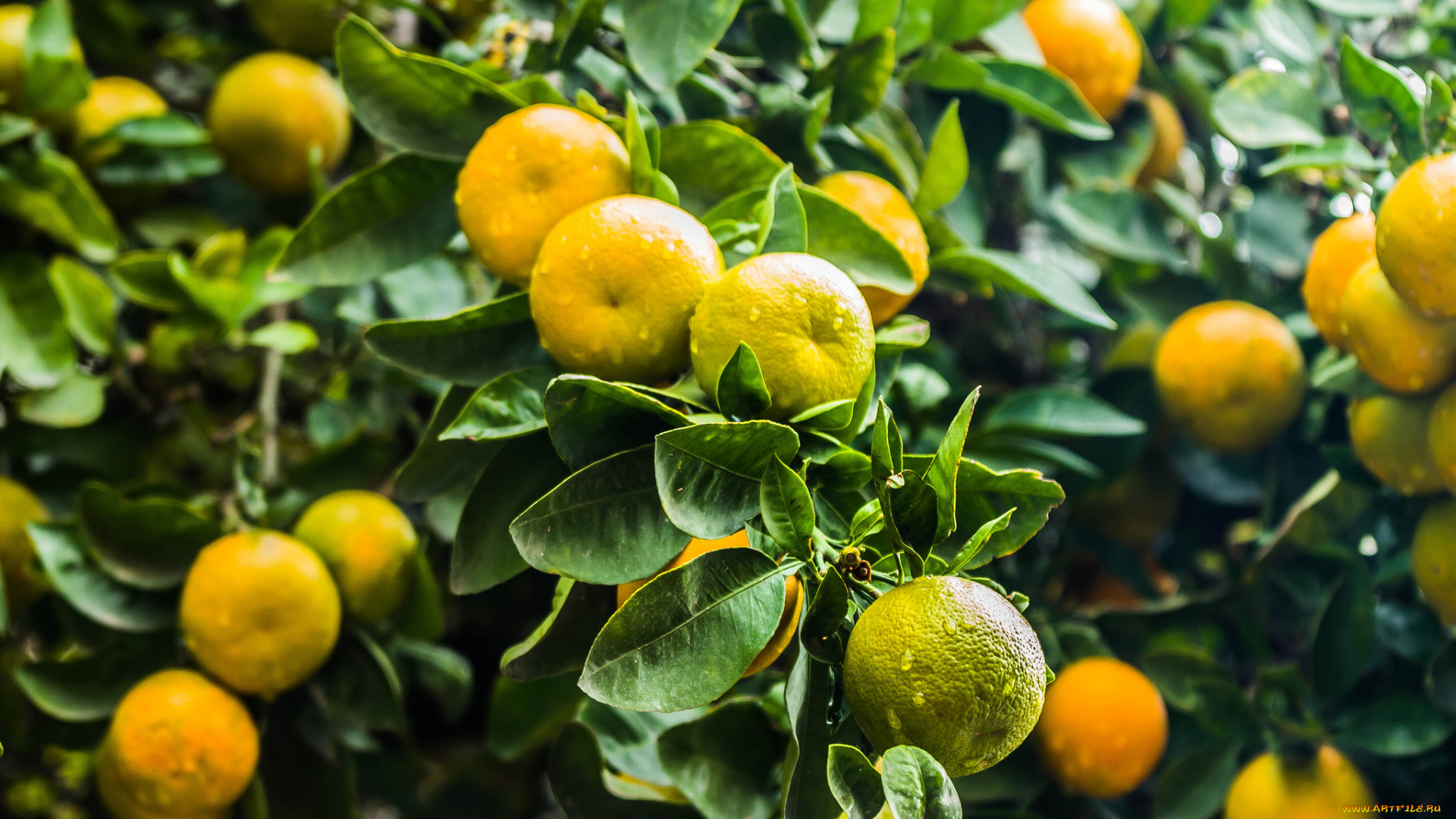 природа, плоды, цитрус, дерево