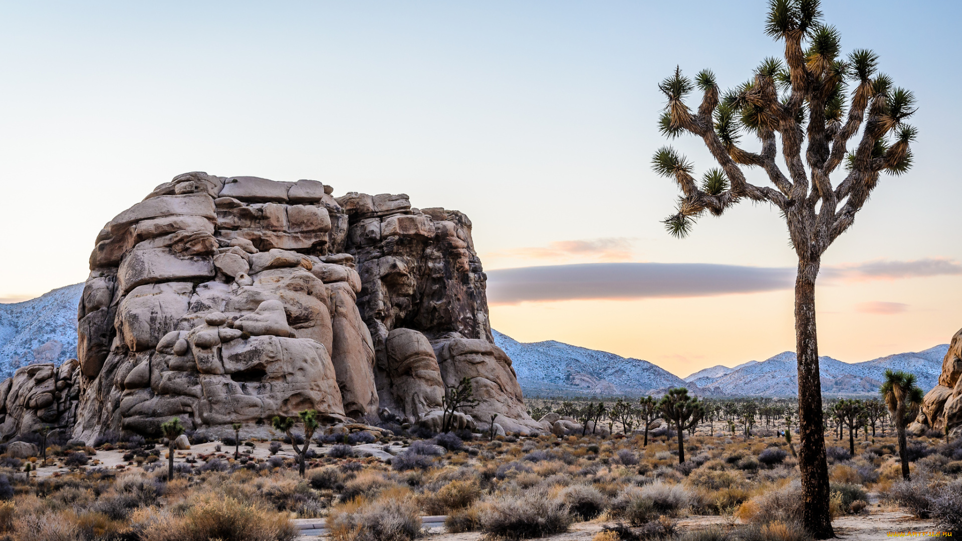 природа, пустыни, пустыня, кустарник, скалы, дерево