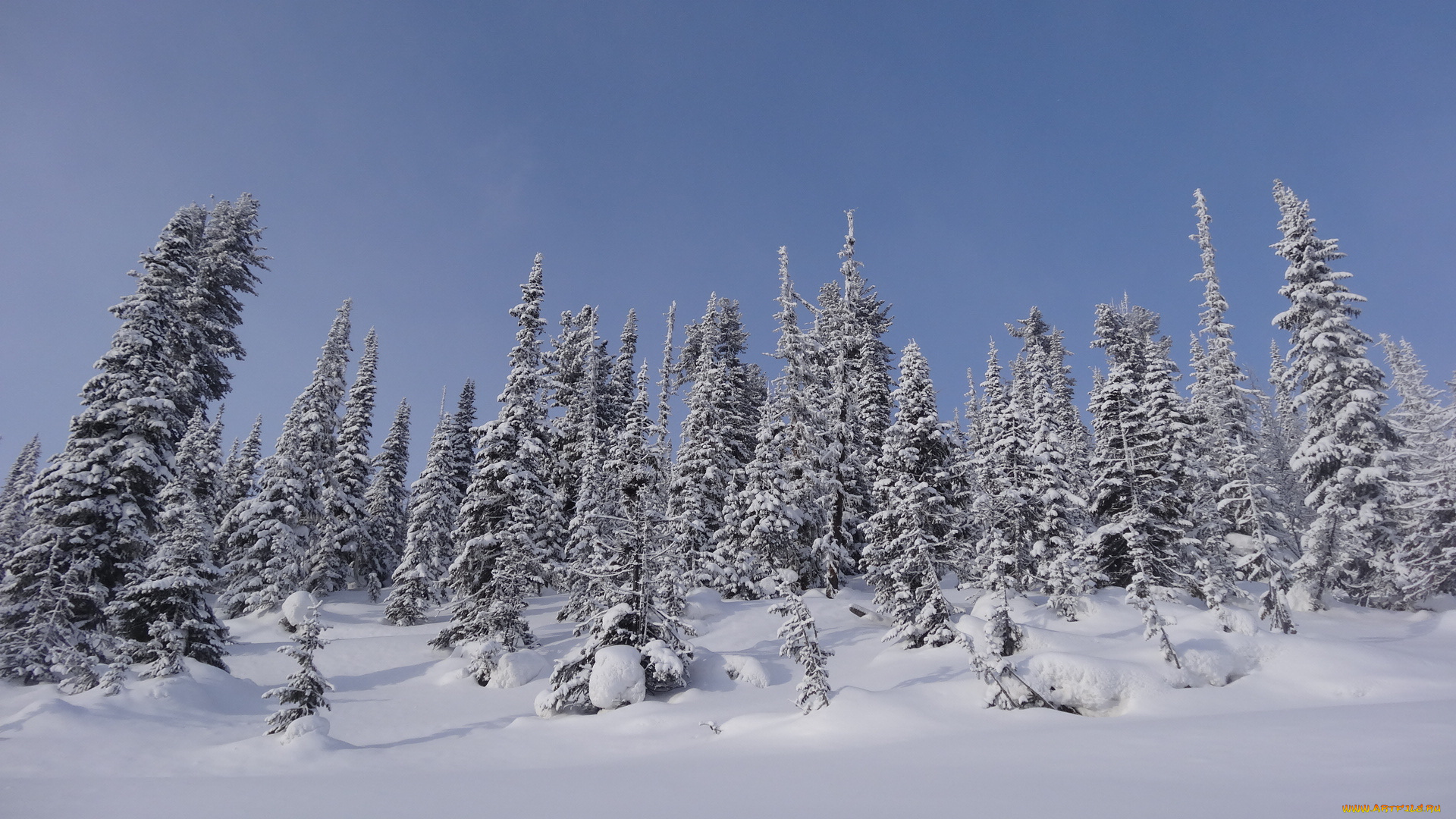 природа, зима, ели, снег, тайга, саяны