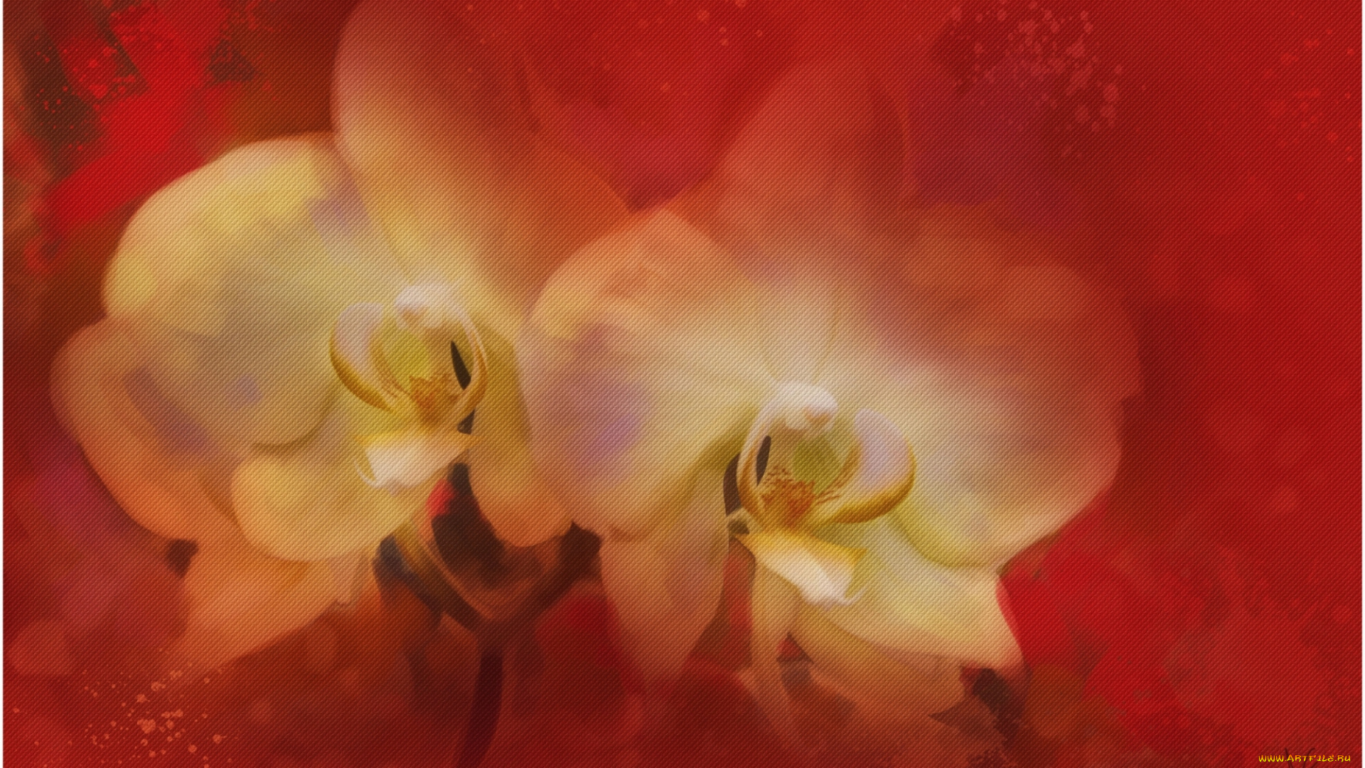 рисованные, цветы, орхидея