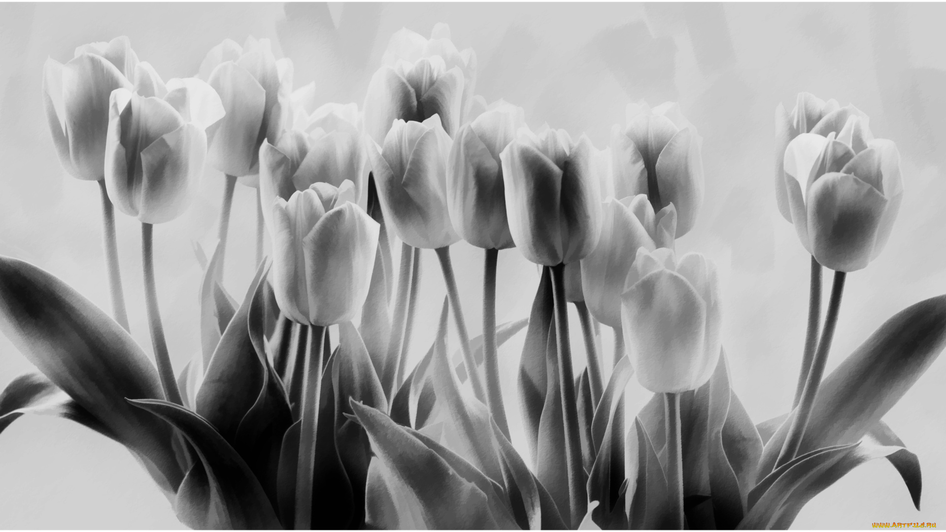 рисованные, цветы, тюльпаны