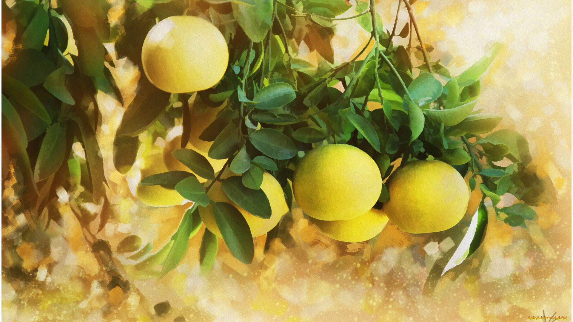 рисованные, природа, апельсины