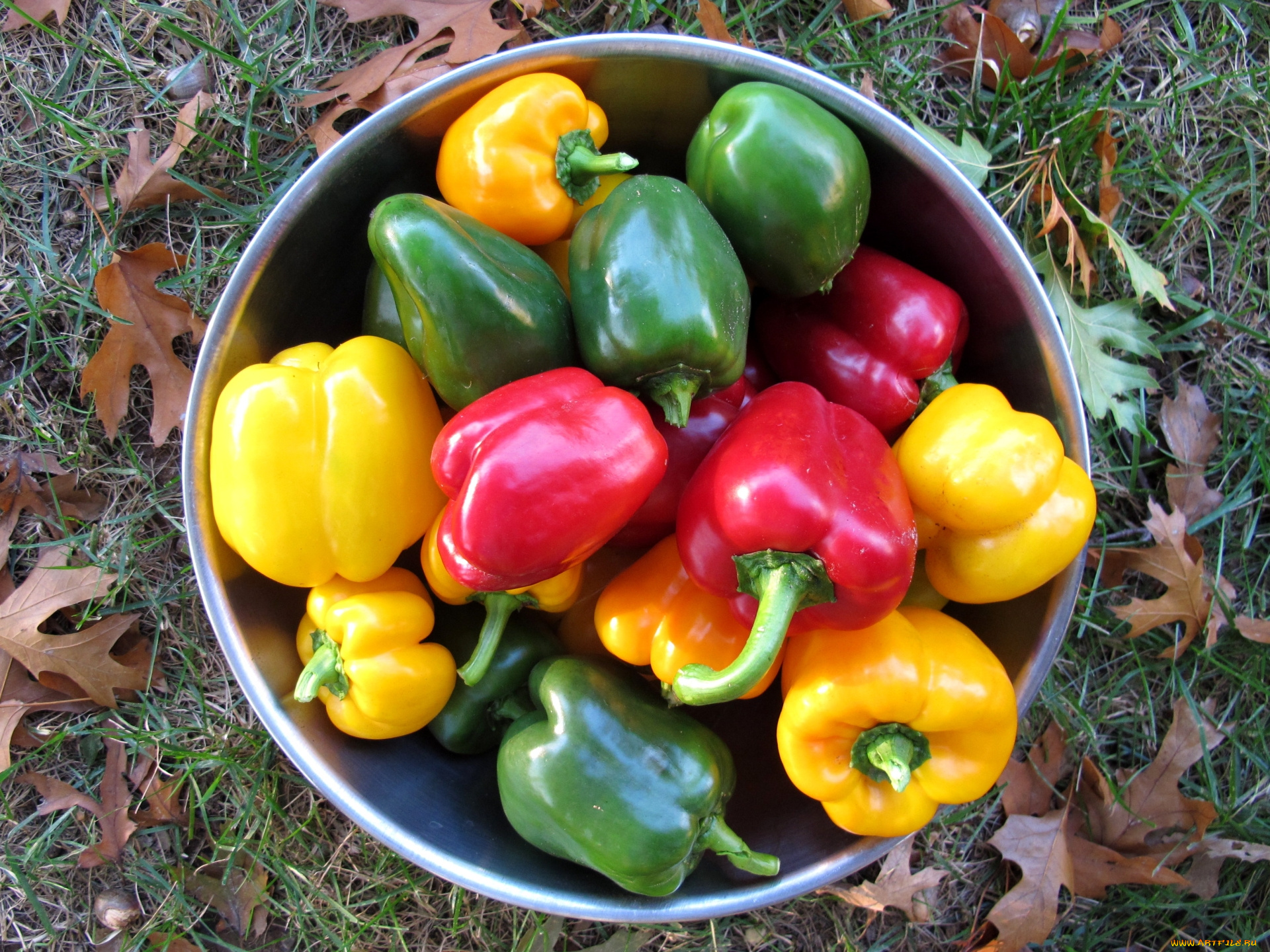 еда, овощи, перец