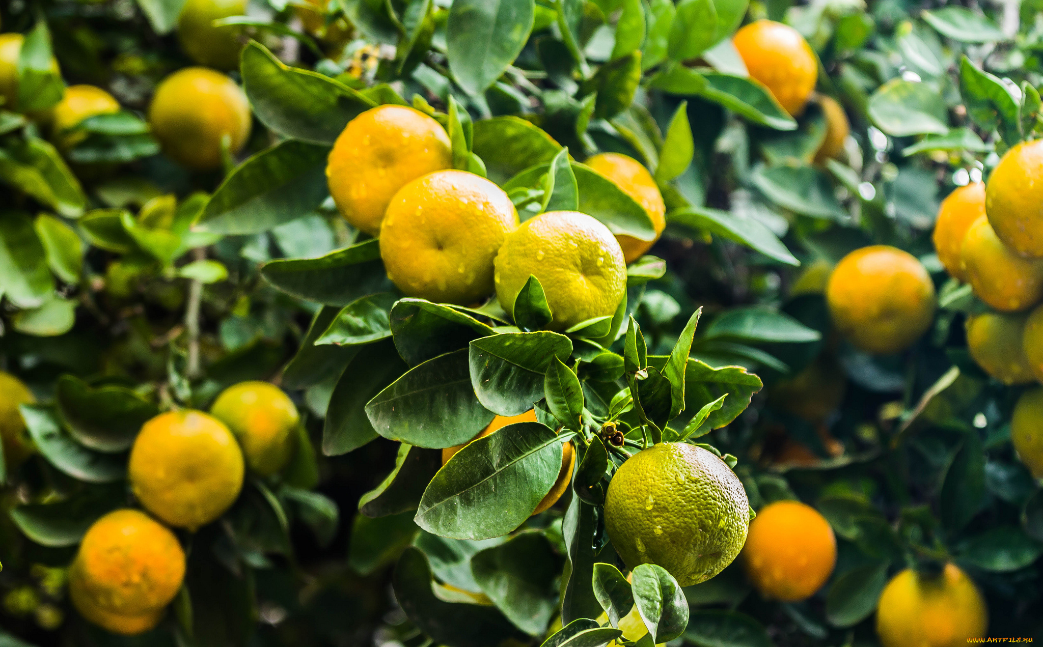природа, плоды, цитрус, дерево