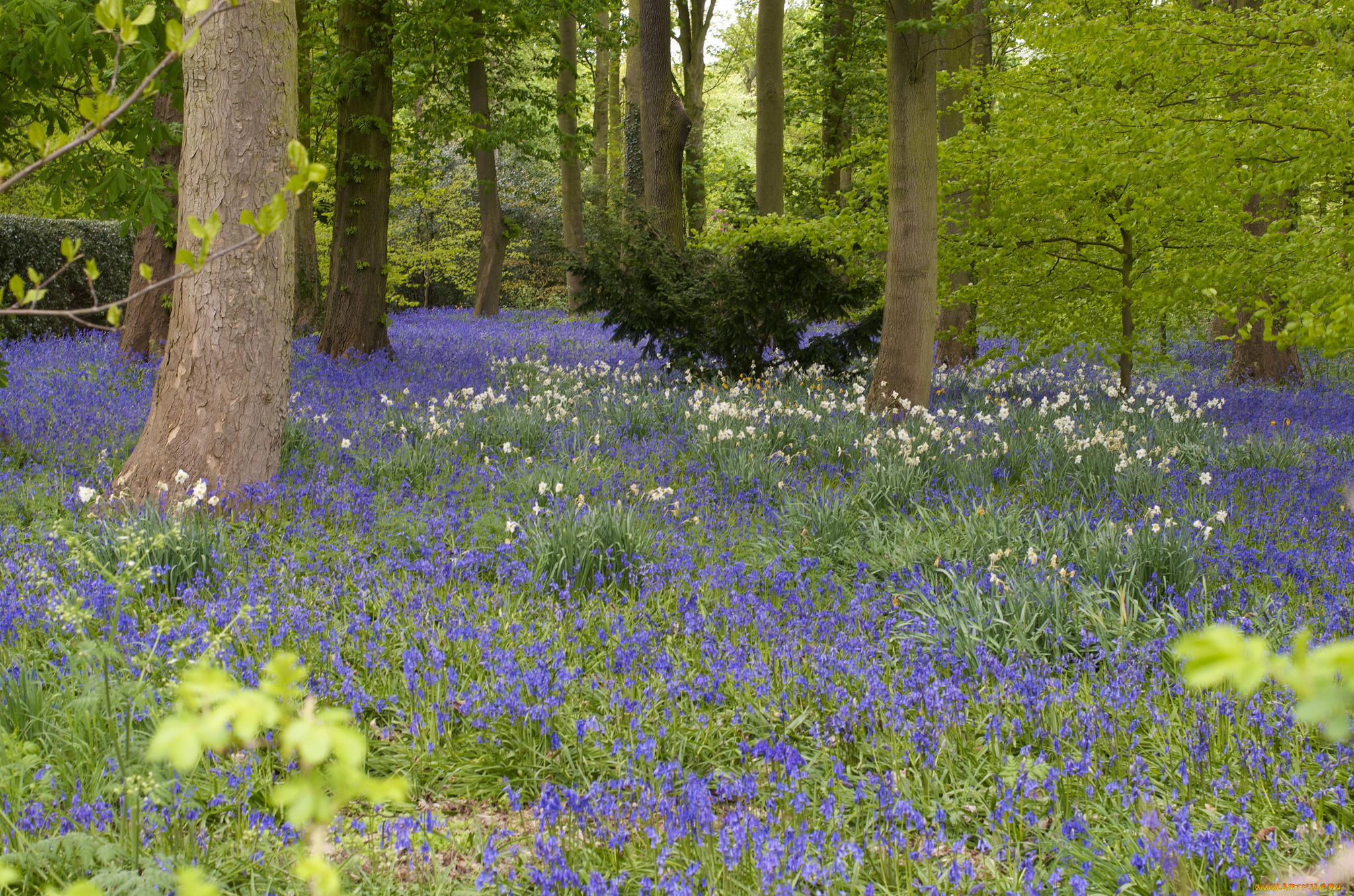 природа, лес, дерево