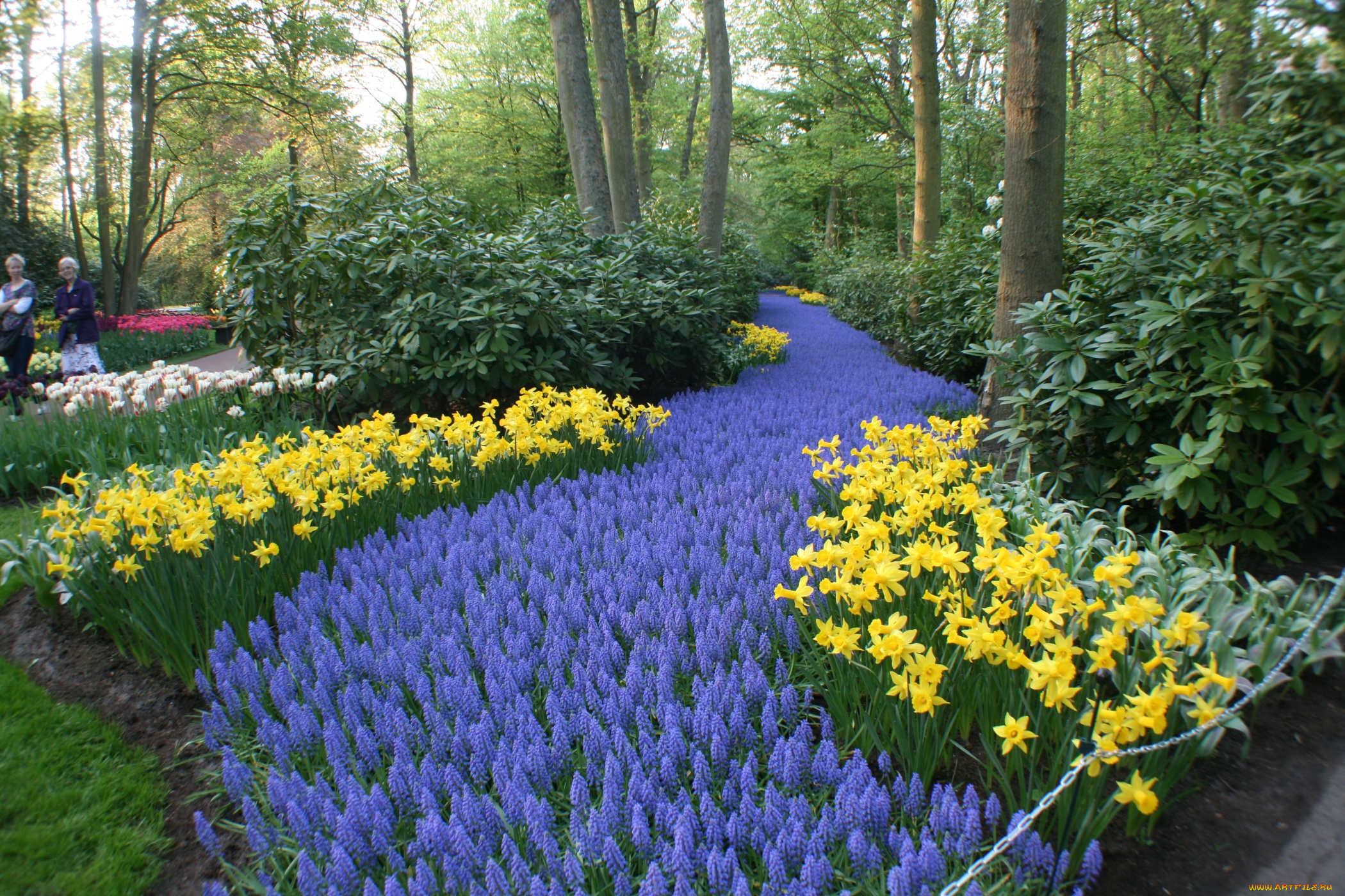 природа, парк, клумбы