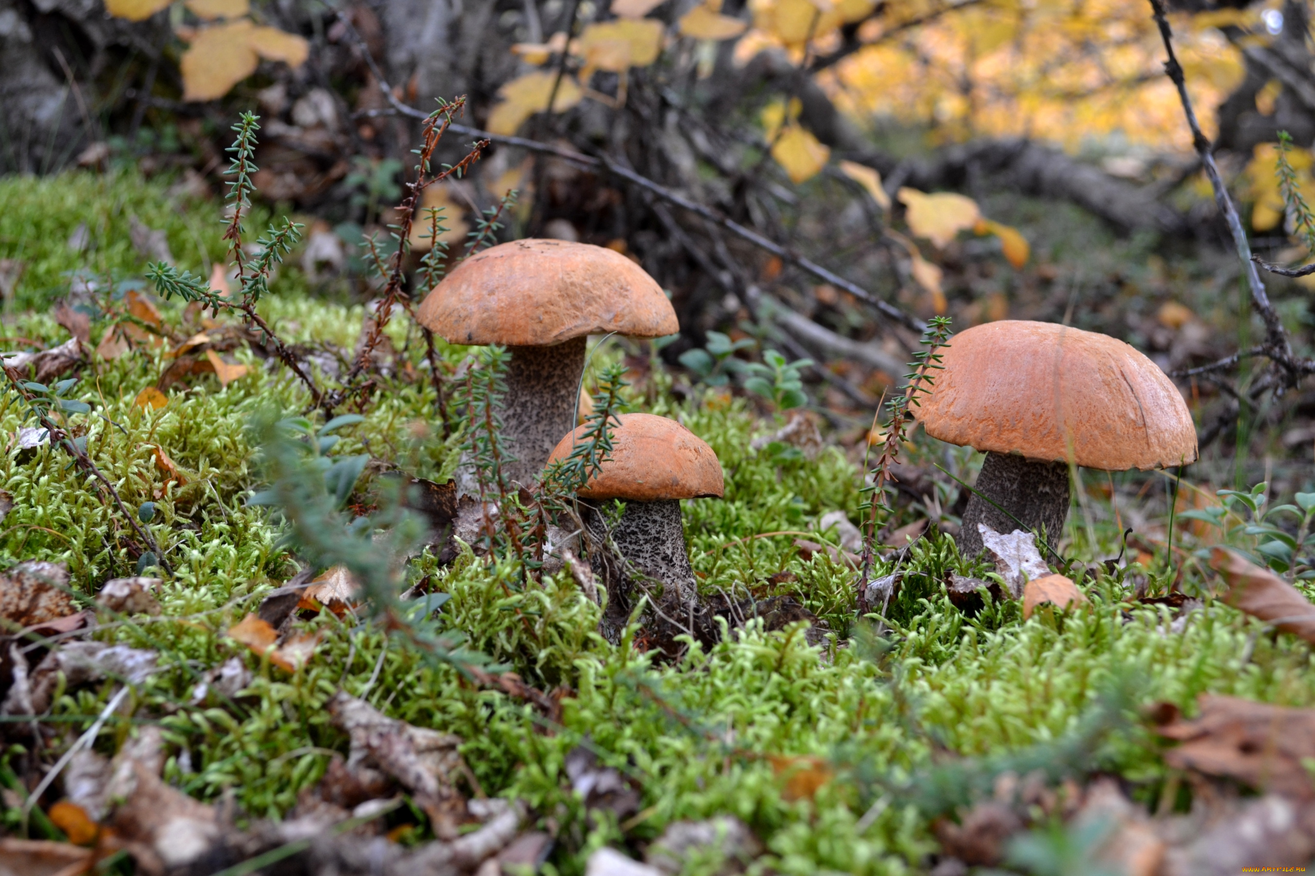 природа, грибы, подосиновики