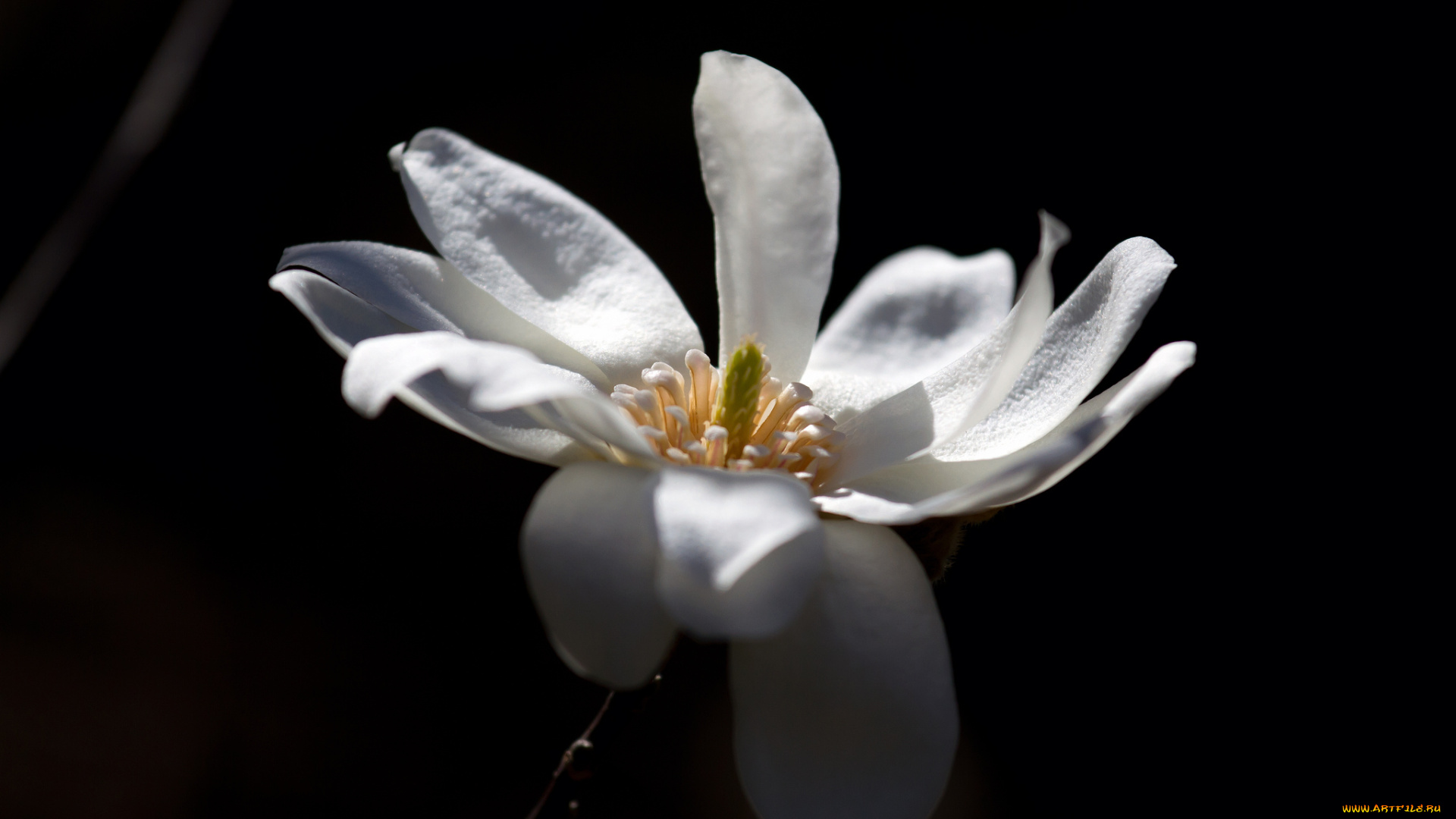 цветы, лепестки, цветок, чёрный, фон, белый
