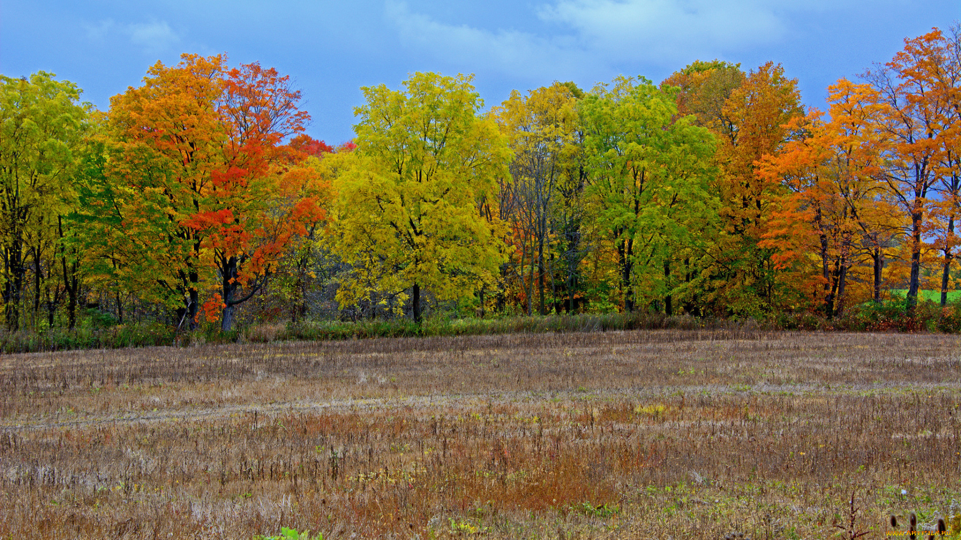 природа, деревья, небо, осень, поле, листья