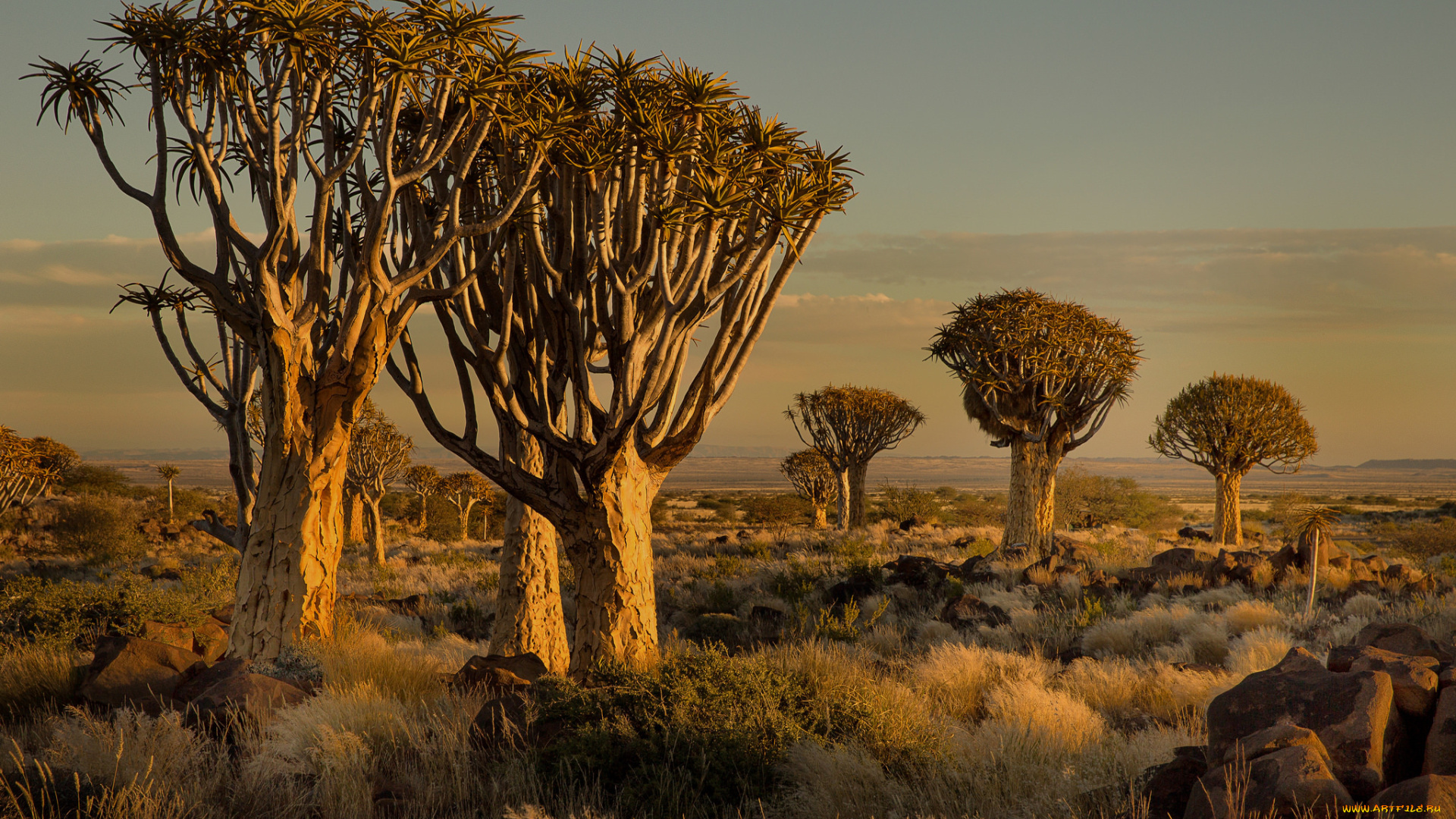 природа, деревья, трава, камни, закат, африка, намибия