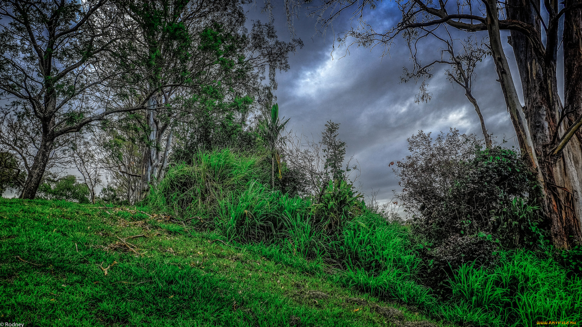 природа, деревья, трава, пасмурно