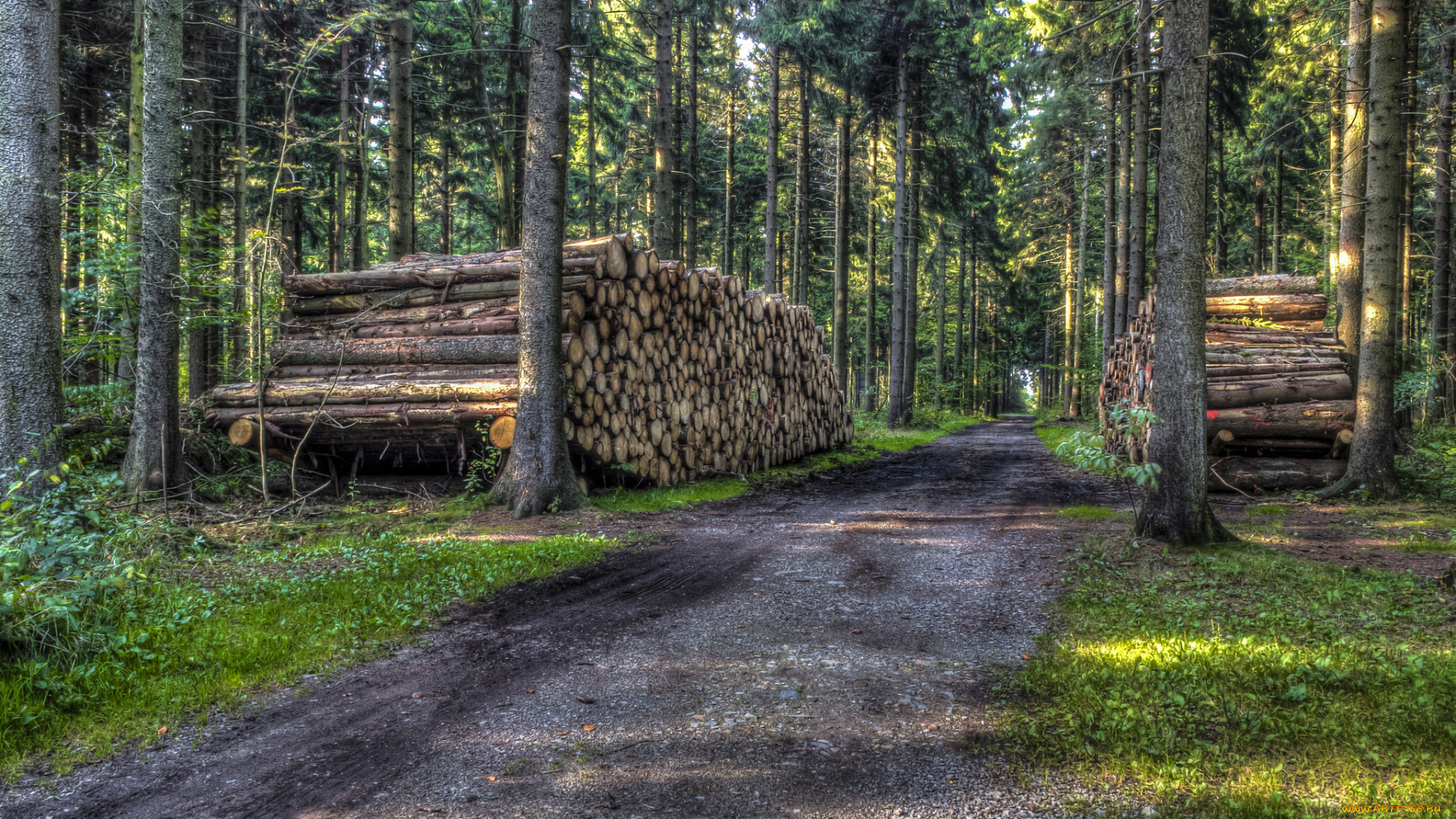 природа, дороги, лес, просека, бревна