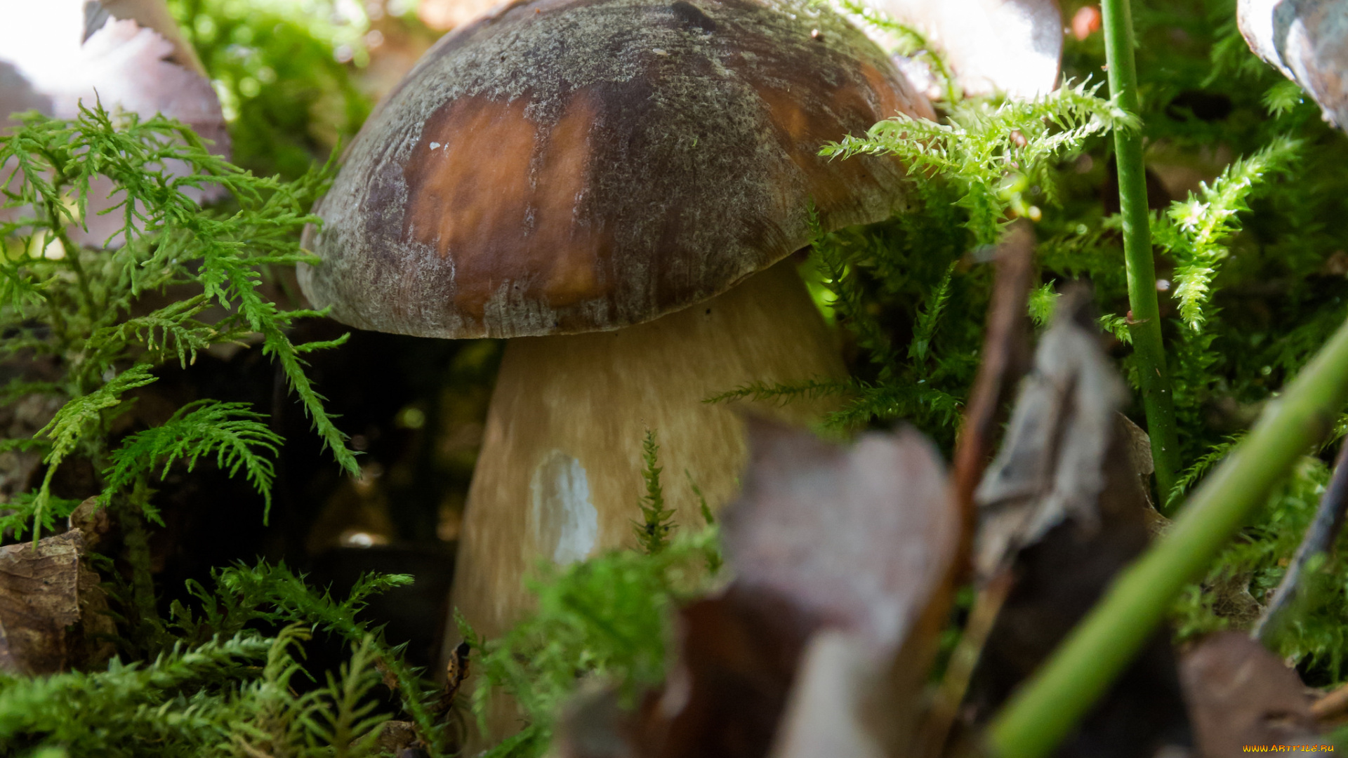 природа, грибы, боровик