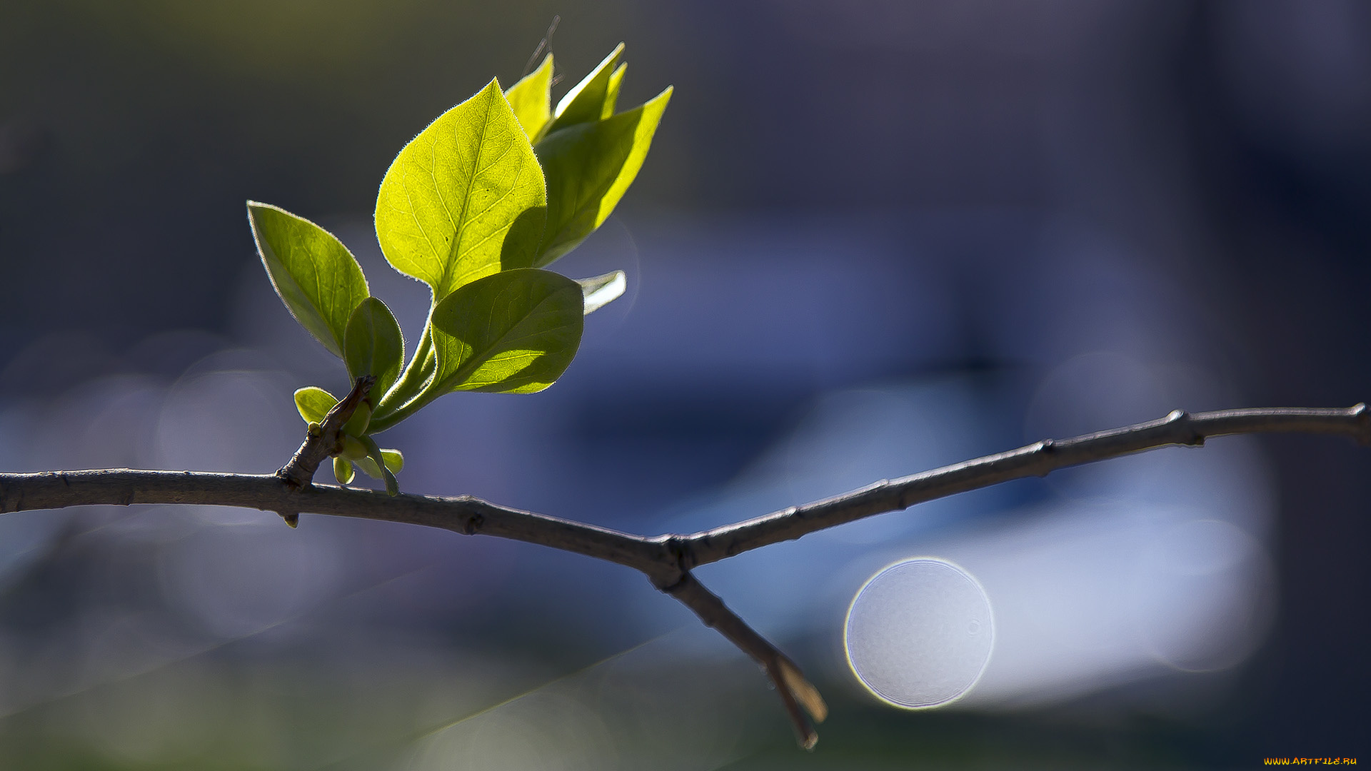 природа, листья, боке, макро, веточка