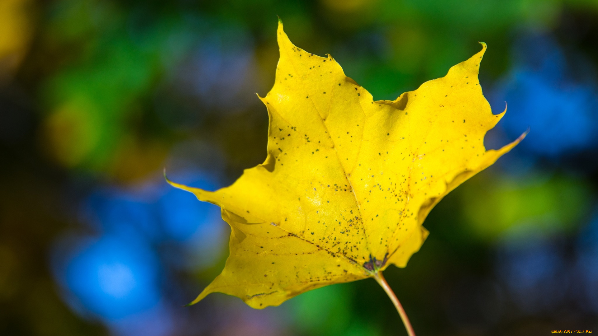 природа, листья, макро, жёлтый, цвет, осень, яркий