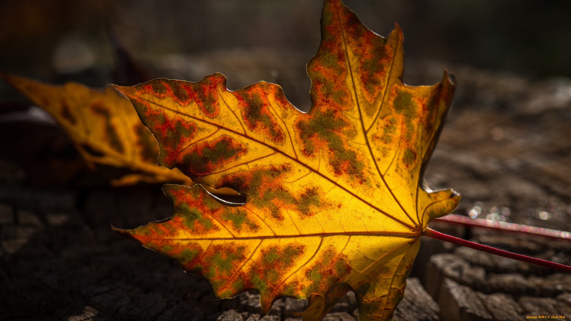 природа, листья, осень, лист, макро