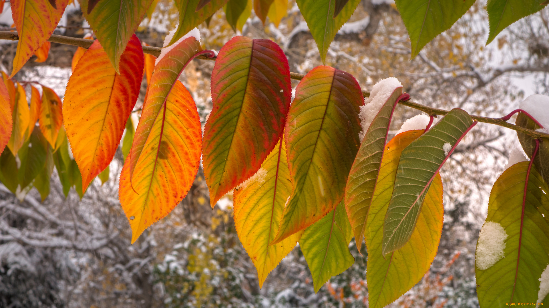 природа, листья, осень, снег, макро