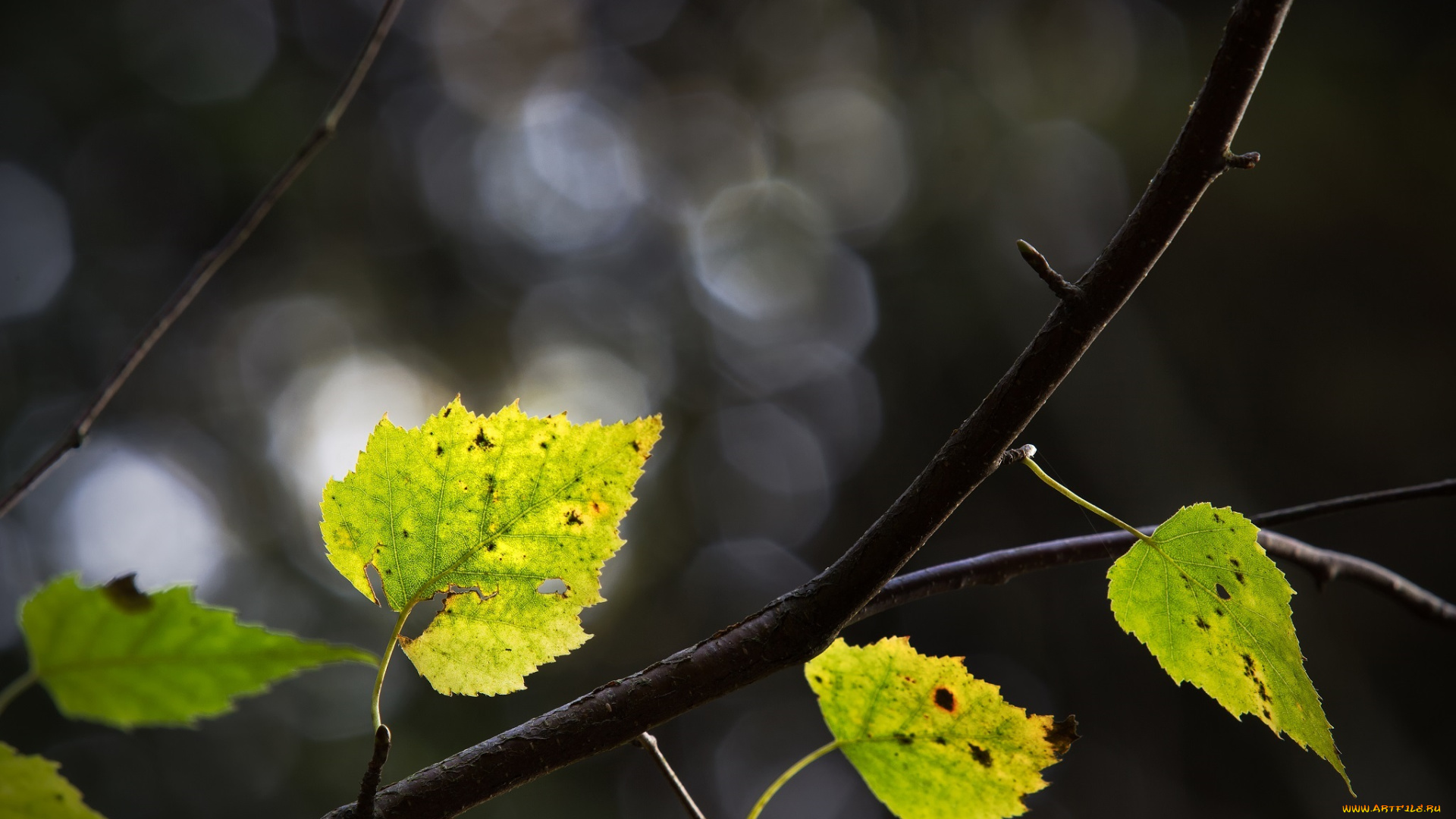 природа, листья, ветка, зелёный, макро
