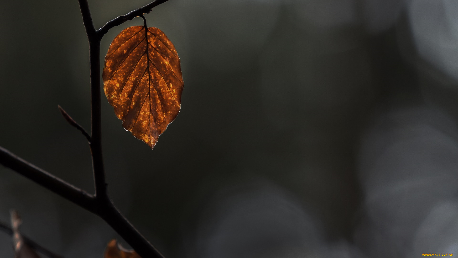 природа, листья, жёлтый, сухой, ветка, макро, осень