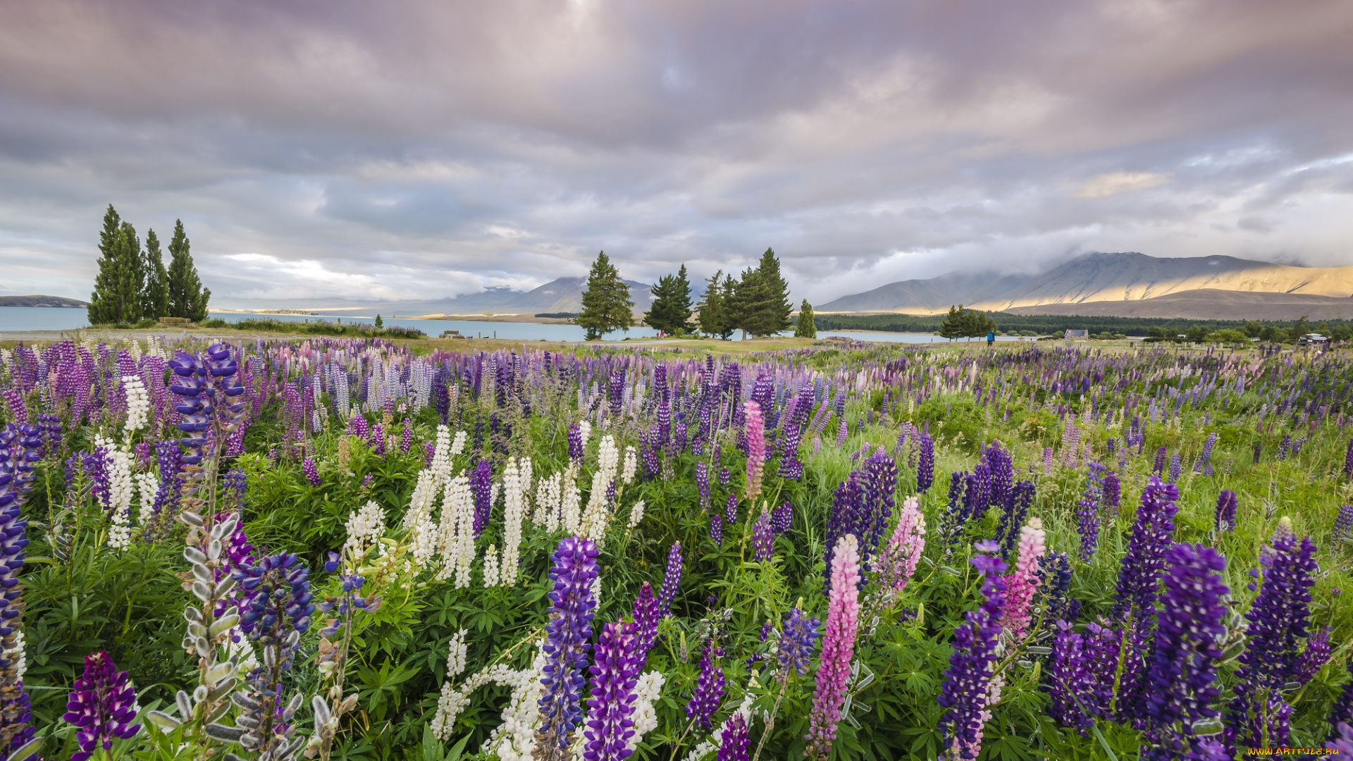 природа, луга, цветы, трава, луг