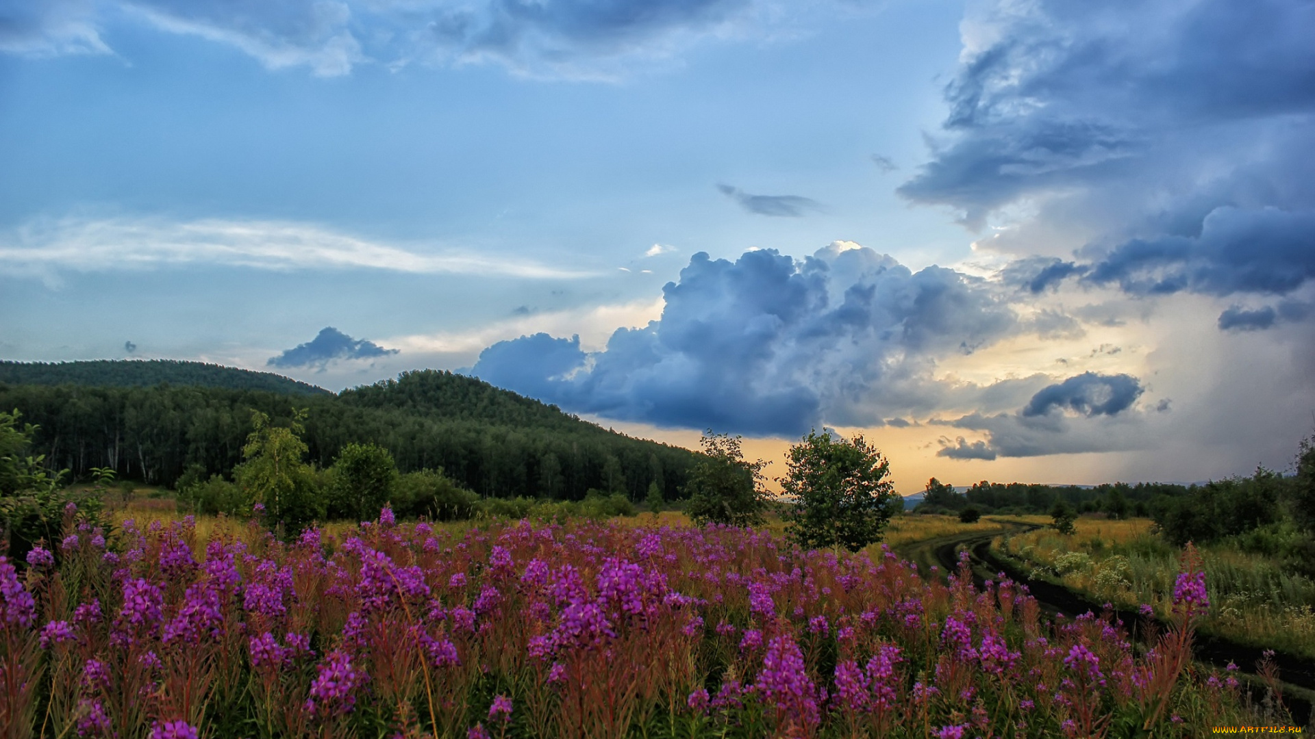 природа, луга, луг, небо, облака, цветы