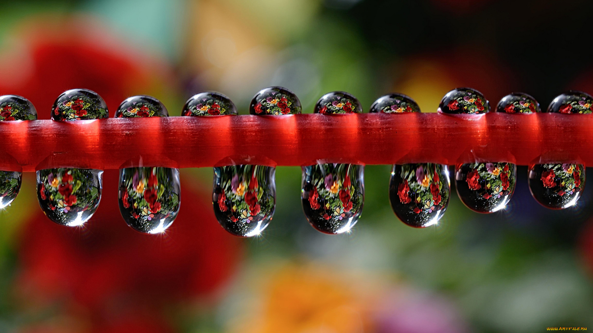 природа, макро, отражение, роса, вода, капли