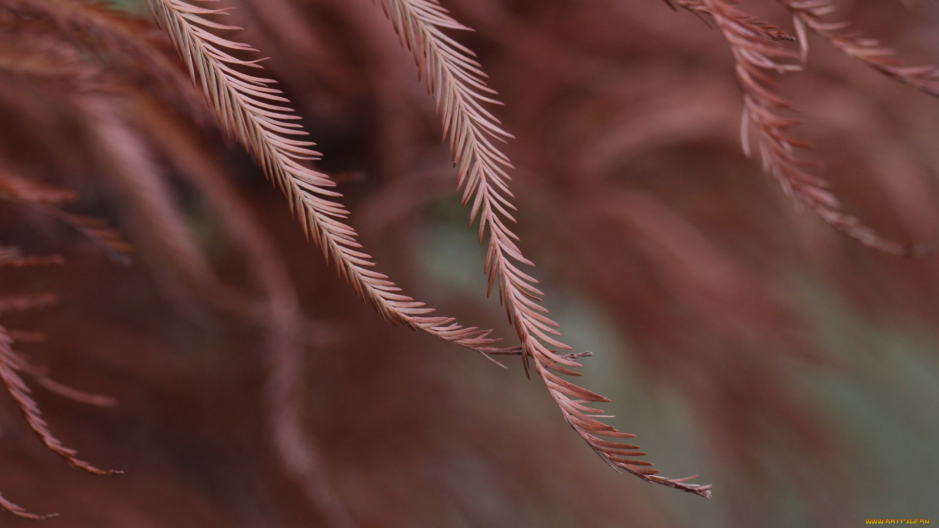 природа, макро, веточки