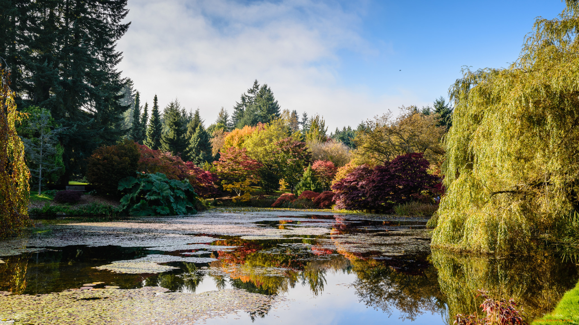 природа, парк, осень, пруд