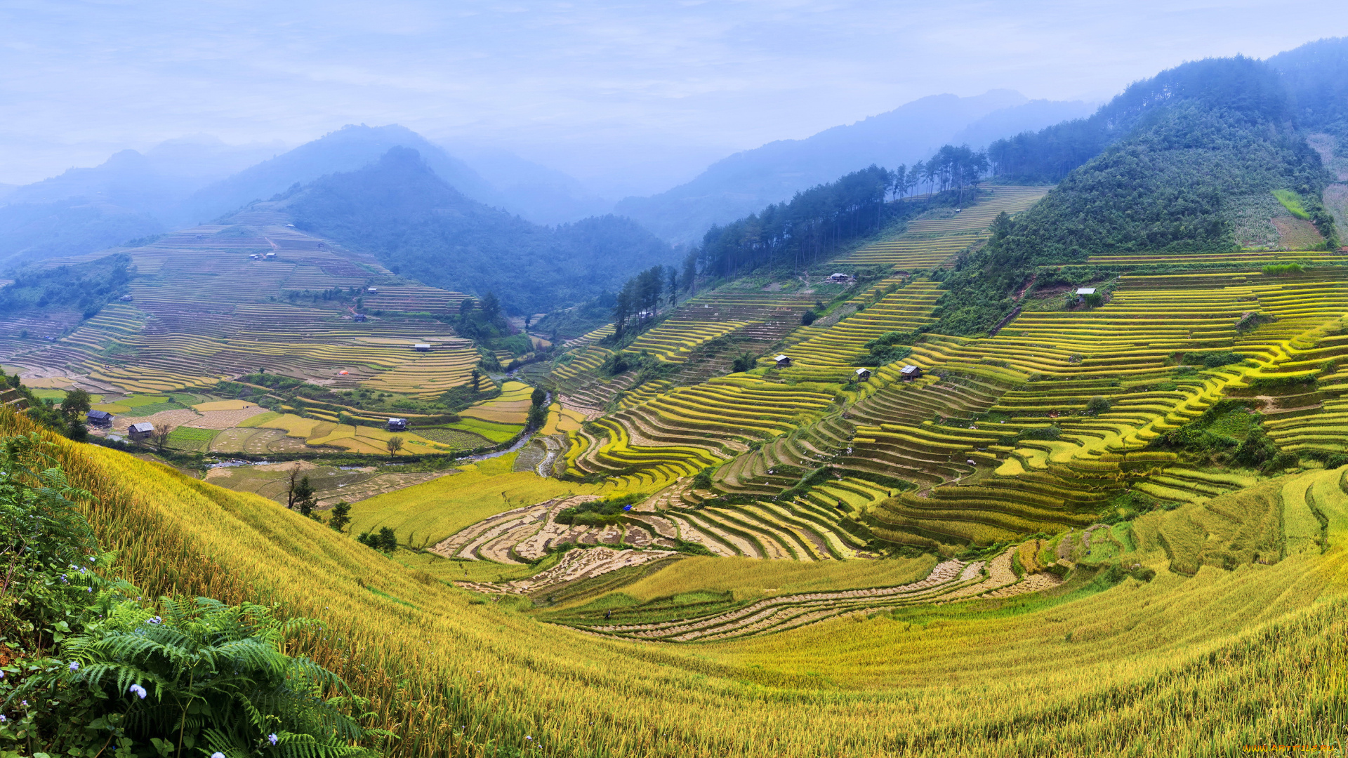 природа, поля, кусты, пейзаж