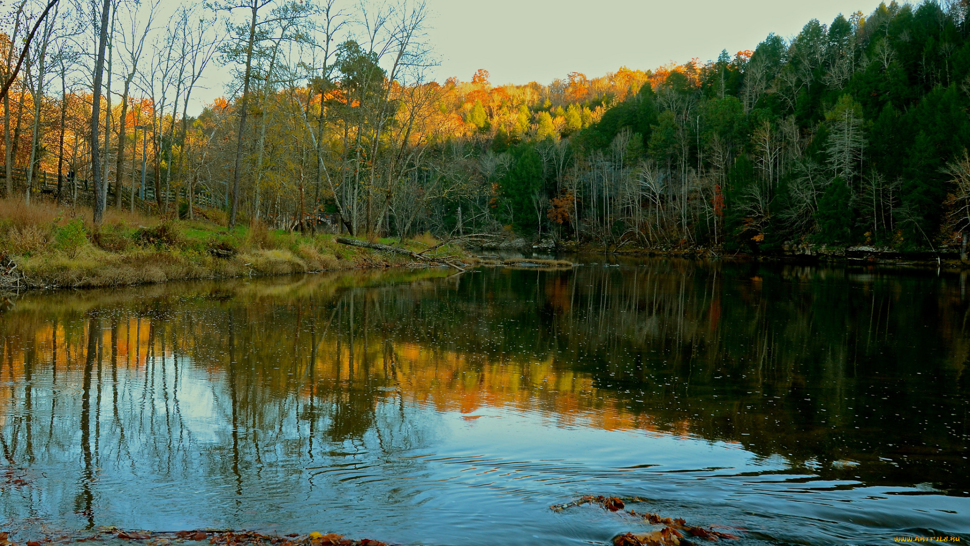 природа, реки, озера, лес, река