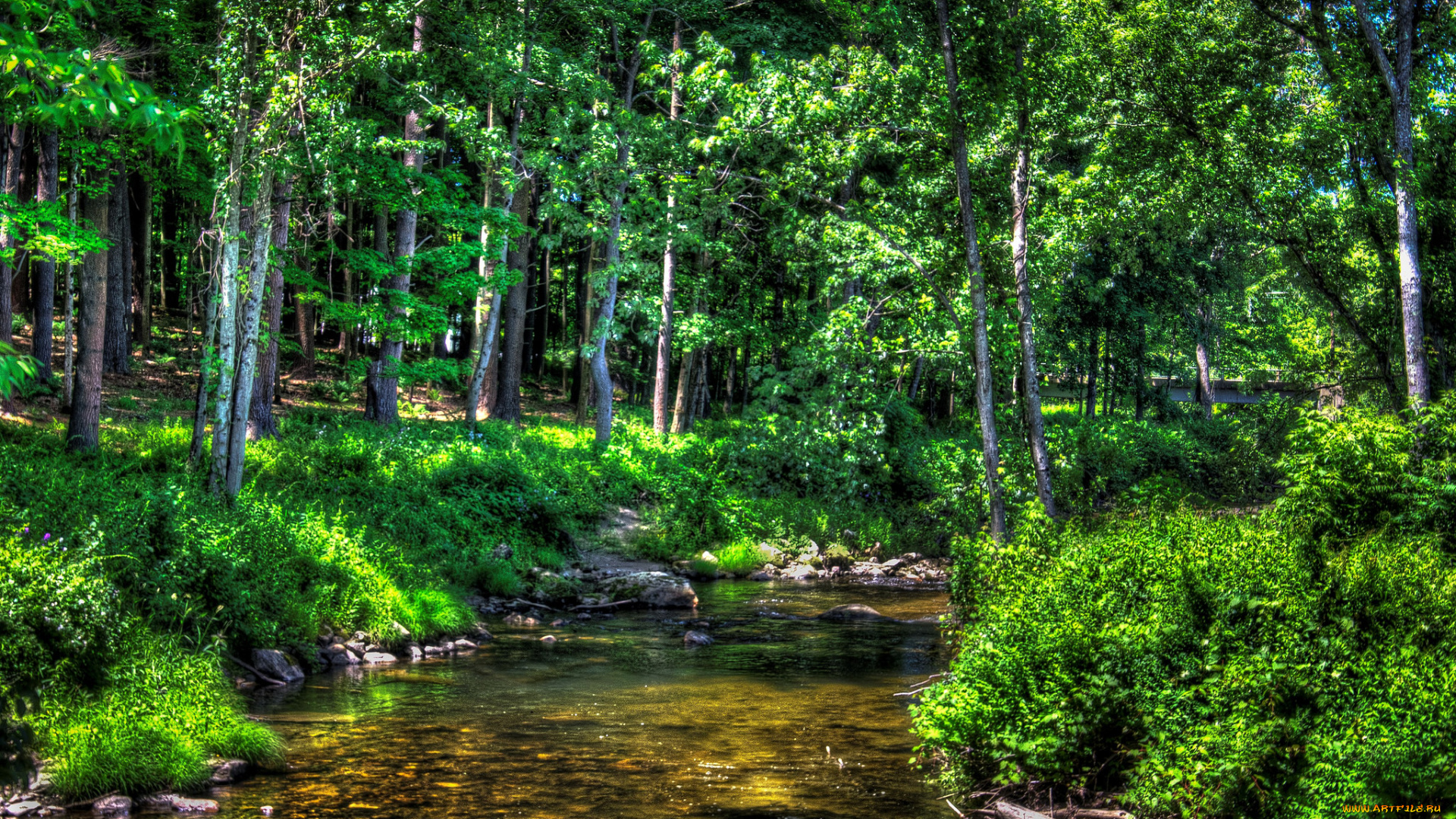 природа, реки, озера, лес, река
