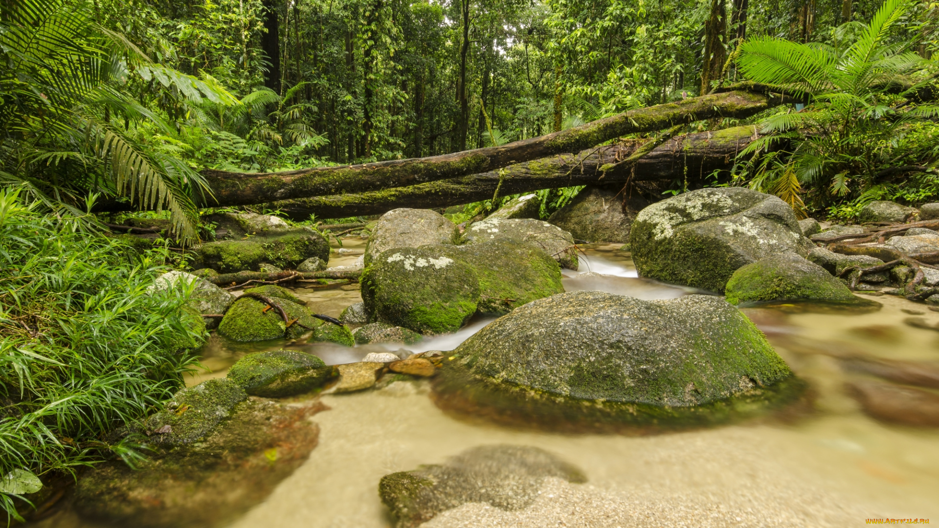 природа, реки, озера, лес, река