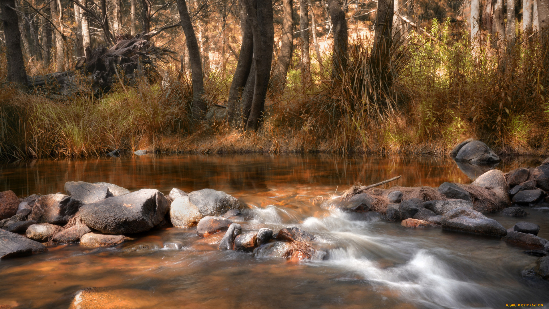природа, реки, озера, река, лес