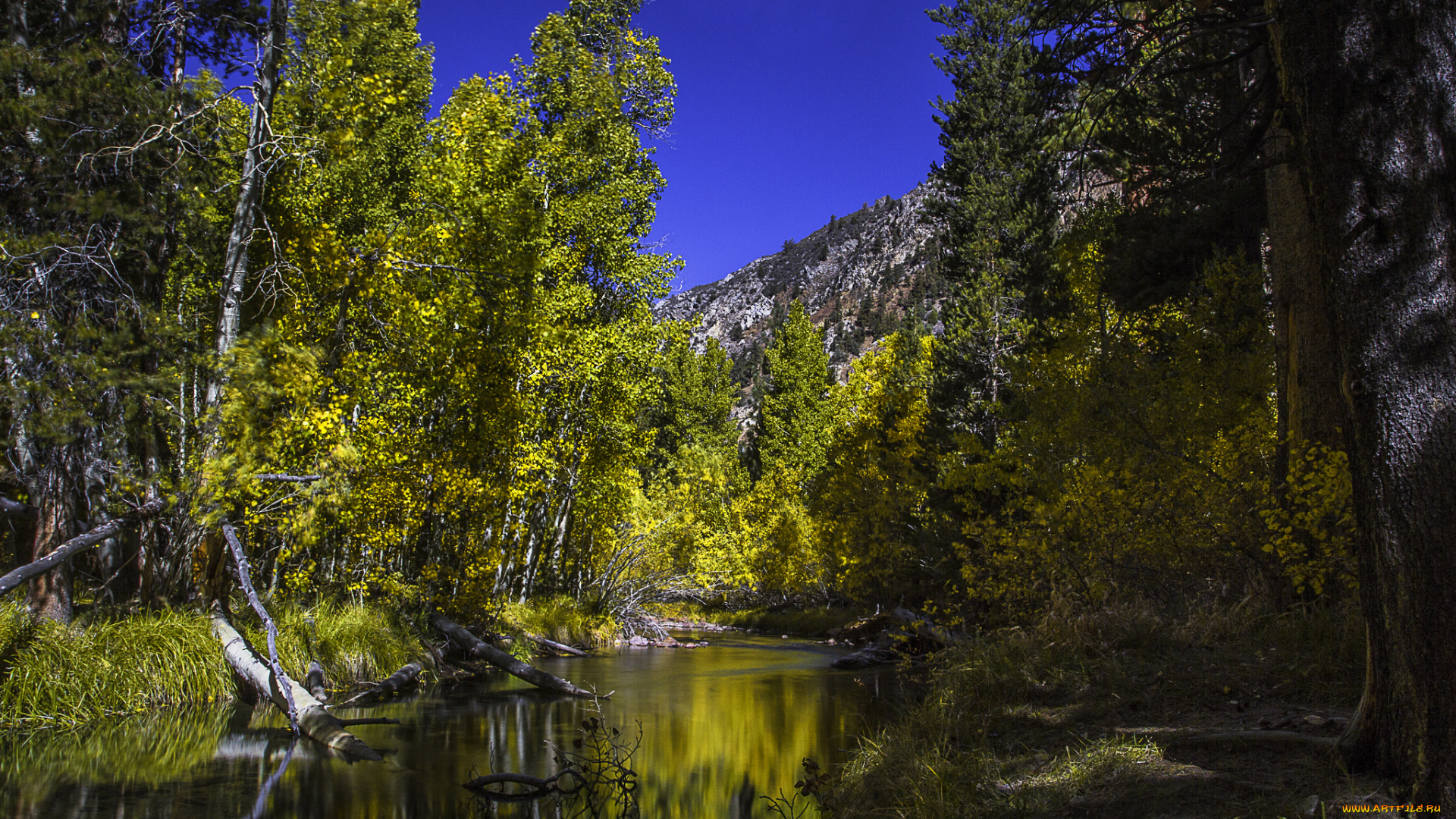 природа, реки, озера, река, лес