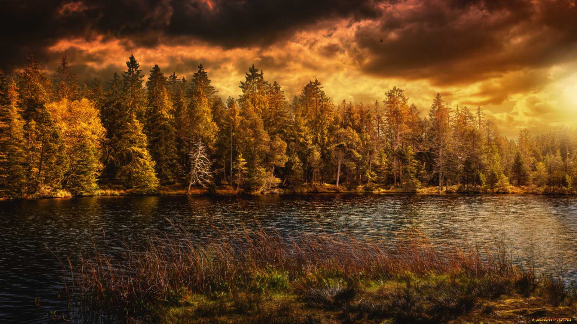 природа, реки, озера, река, лес