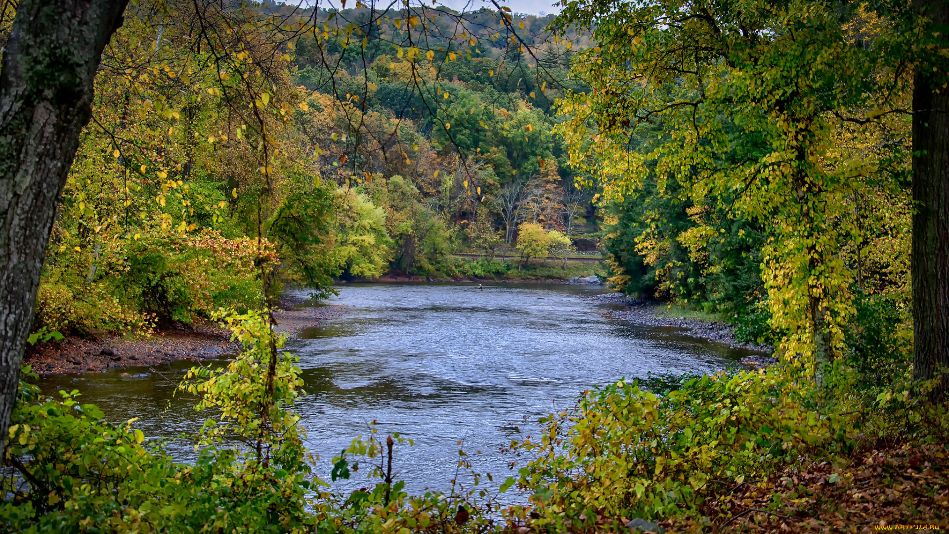 природа, реки, озера, река, лес