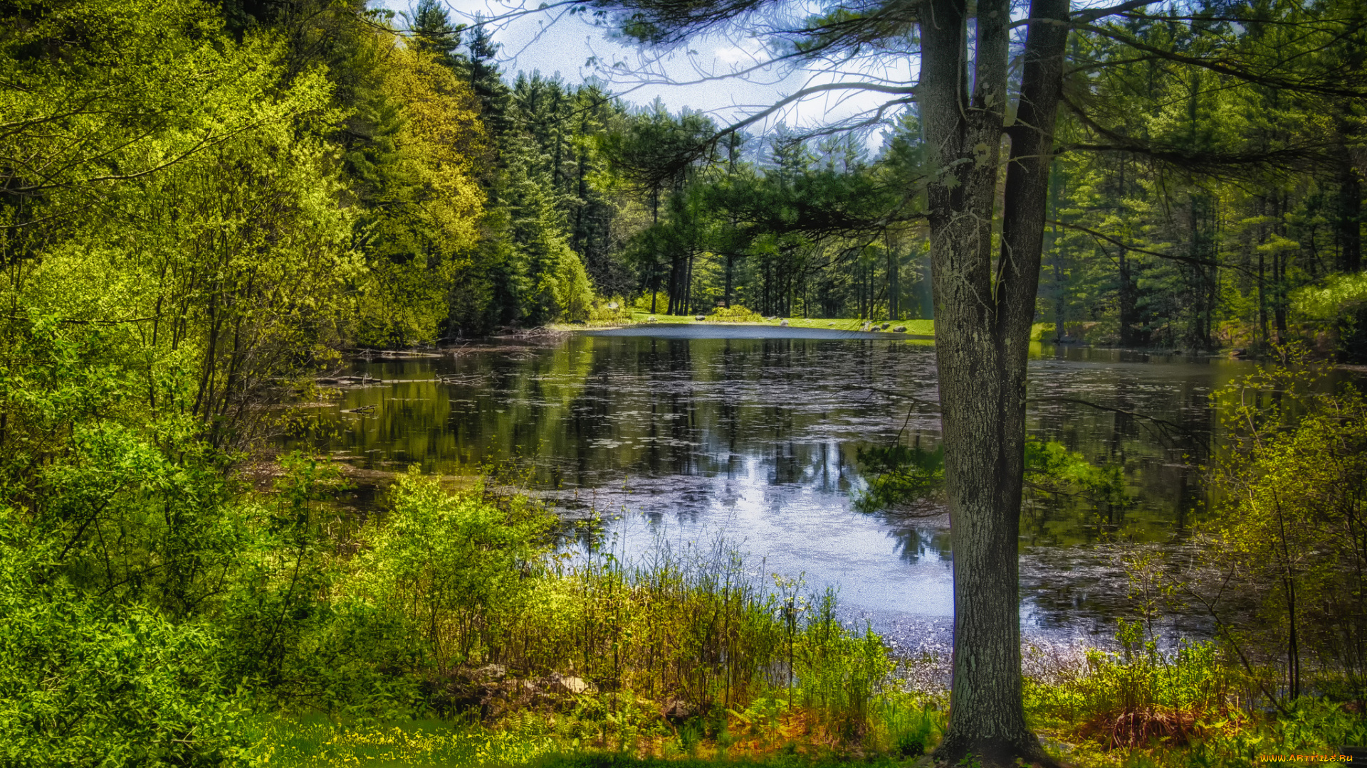 природа, реки, озера, река, лес