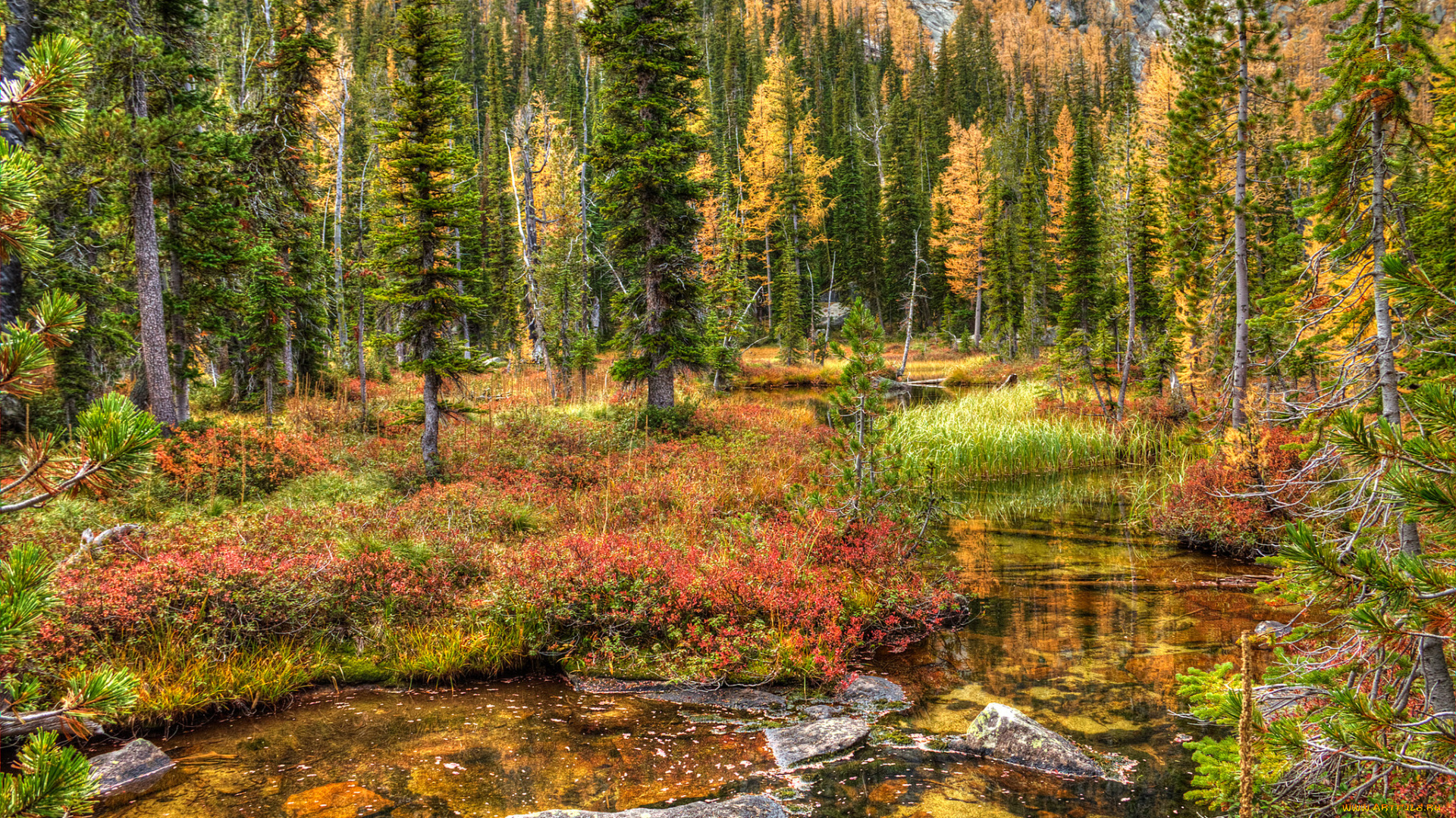 природа, реки, озера, река, лес, горы