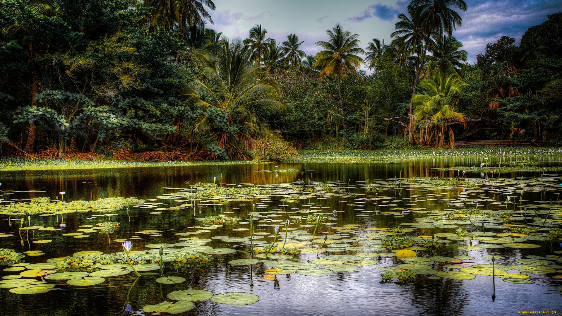 природа, тропики, лес, река, трава, заросли