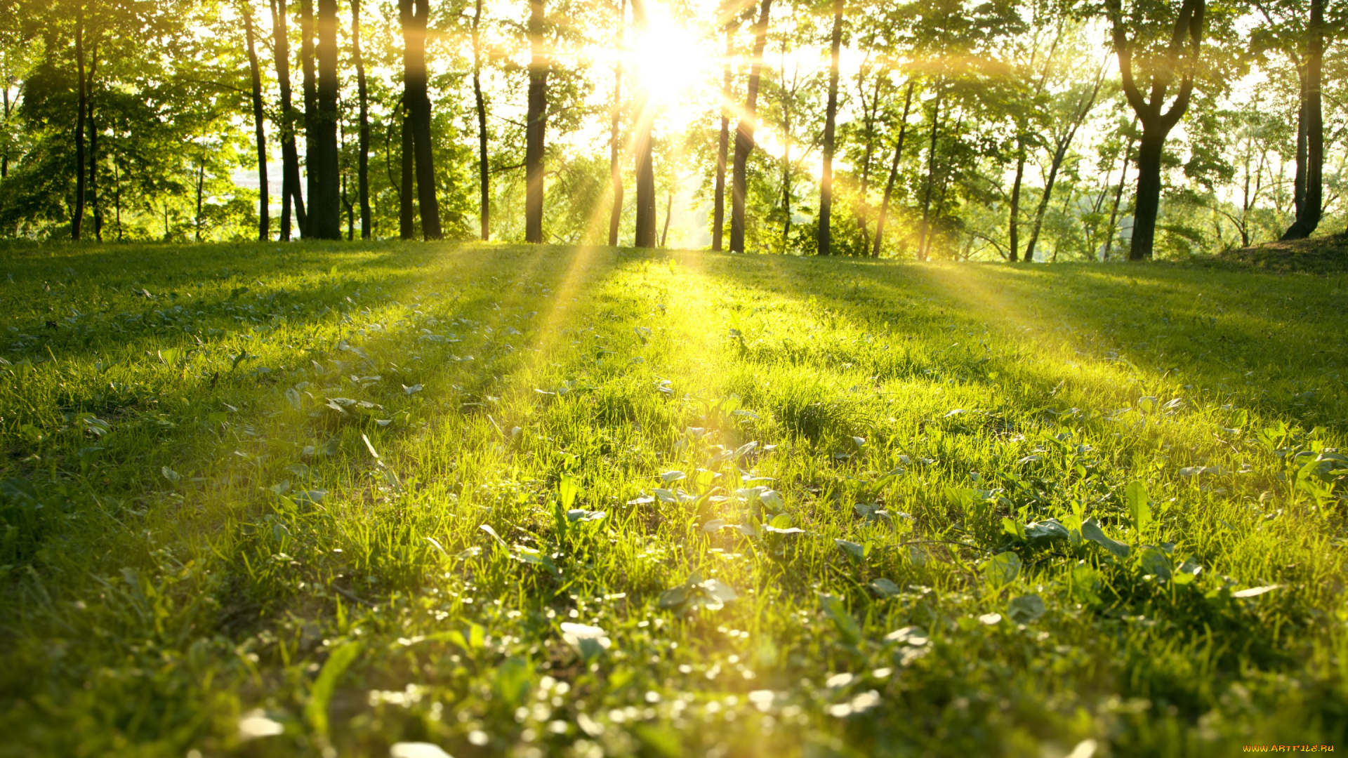 природа, восходы, закаты, лес, spring, park, nature, sunbeams, деревья, пейзаж, солнечные, лучи, трава, зеленый, поле, forest, sunlight, trees, grass, green, field, солнечный, свет, весна, парк, landscape