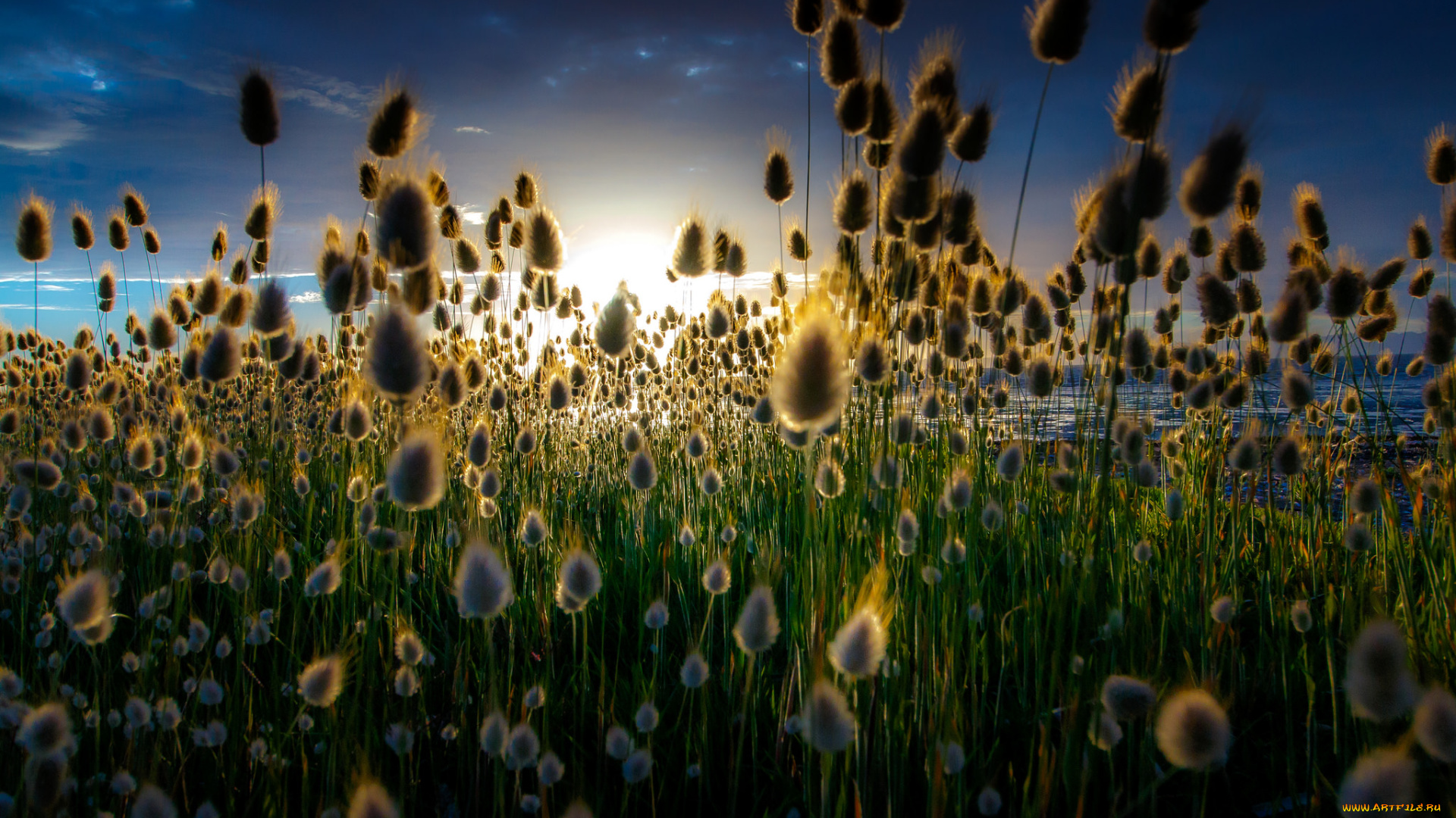 природа, восходы, закаты, рассвет, трава, луг