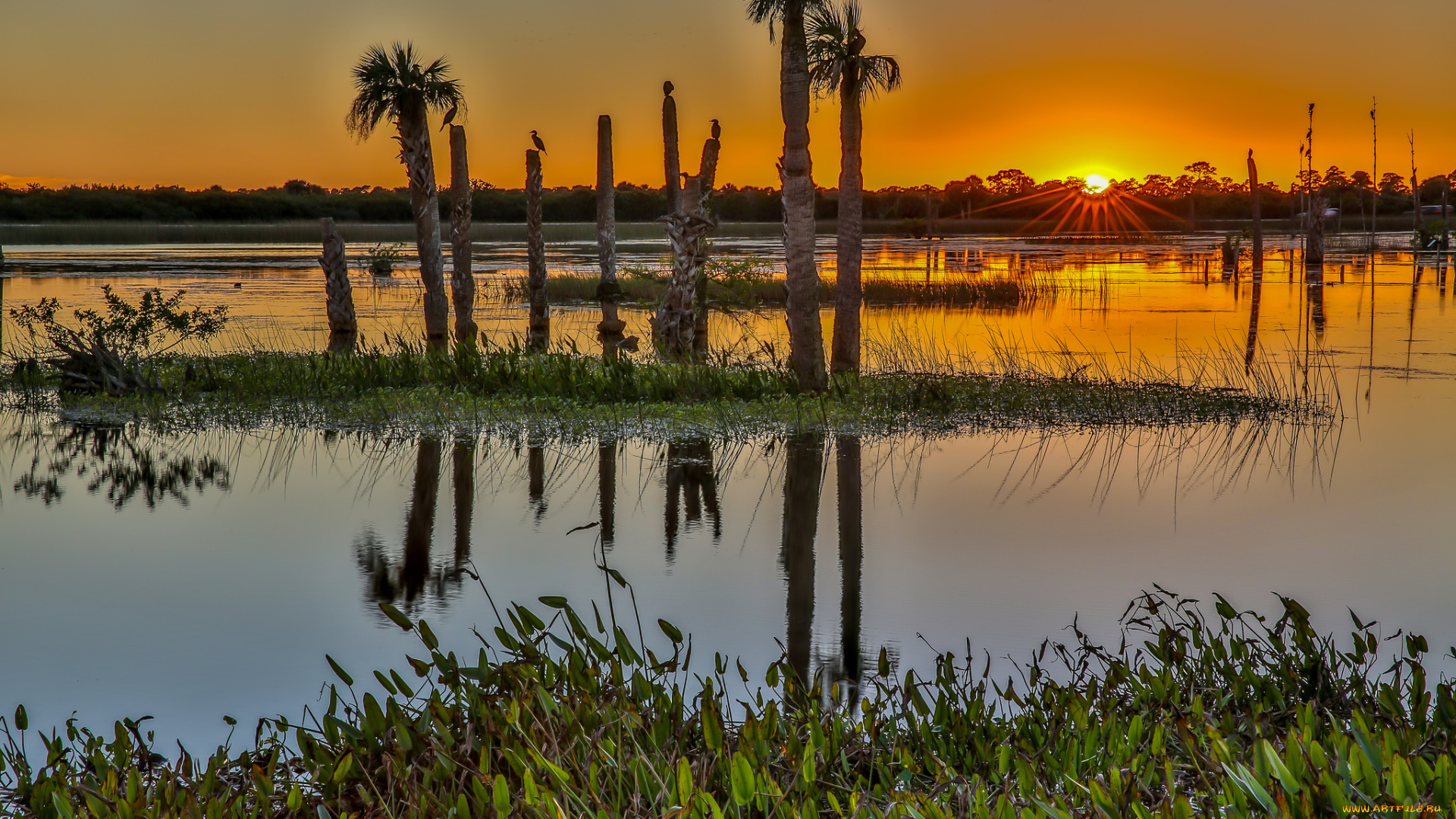 природа, восходы, закаты, заря, озеро, пальмы